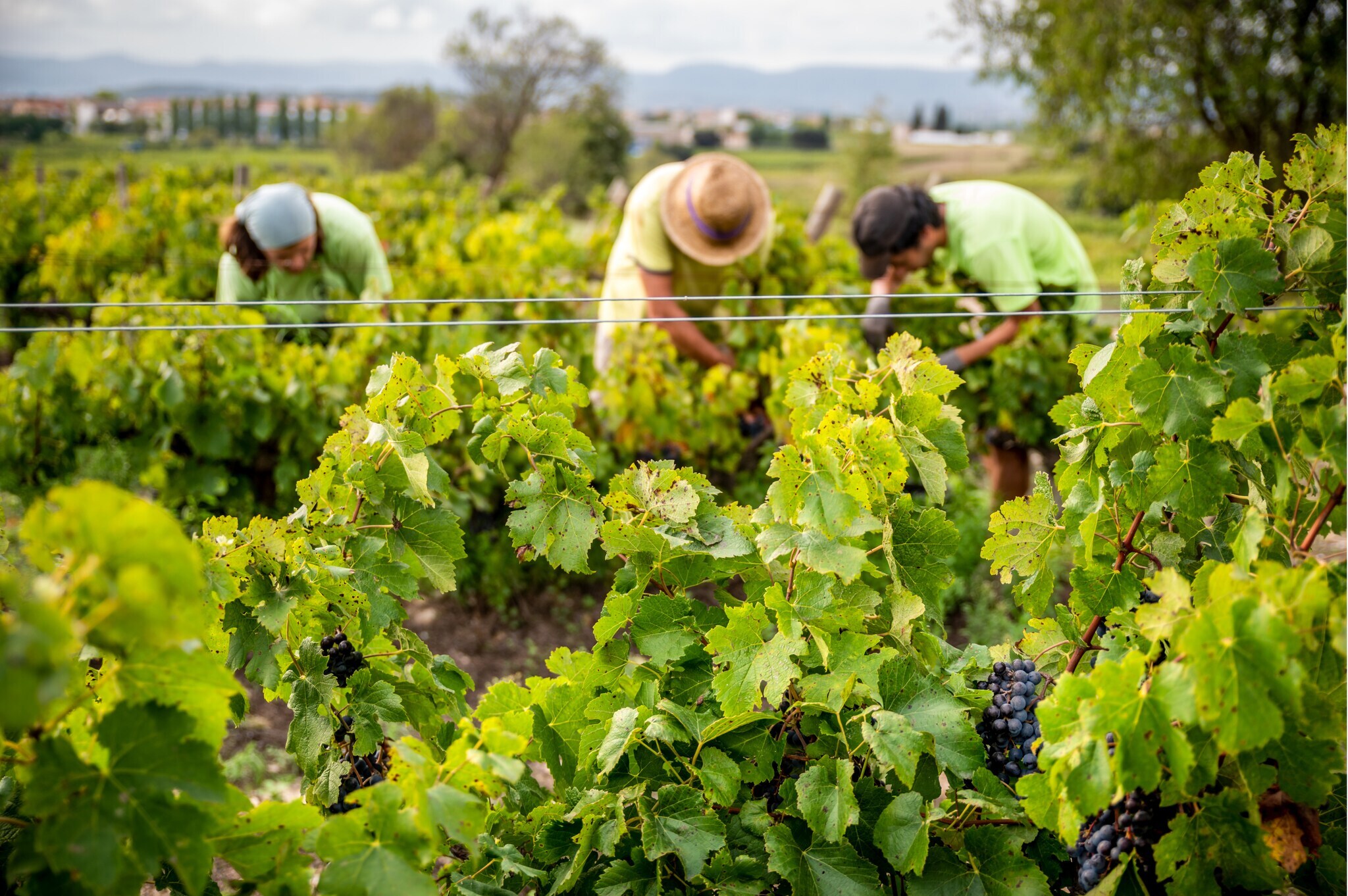 Zwei Hände, die Weinreben halten