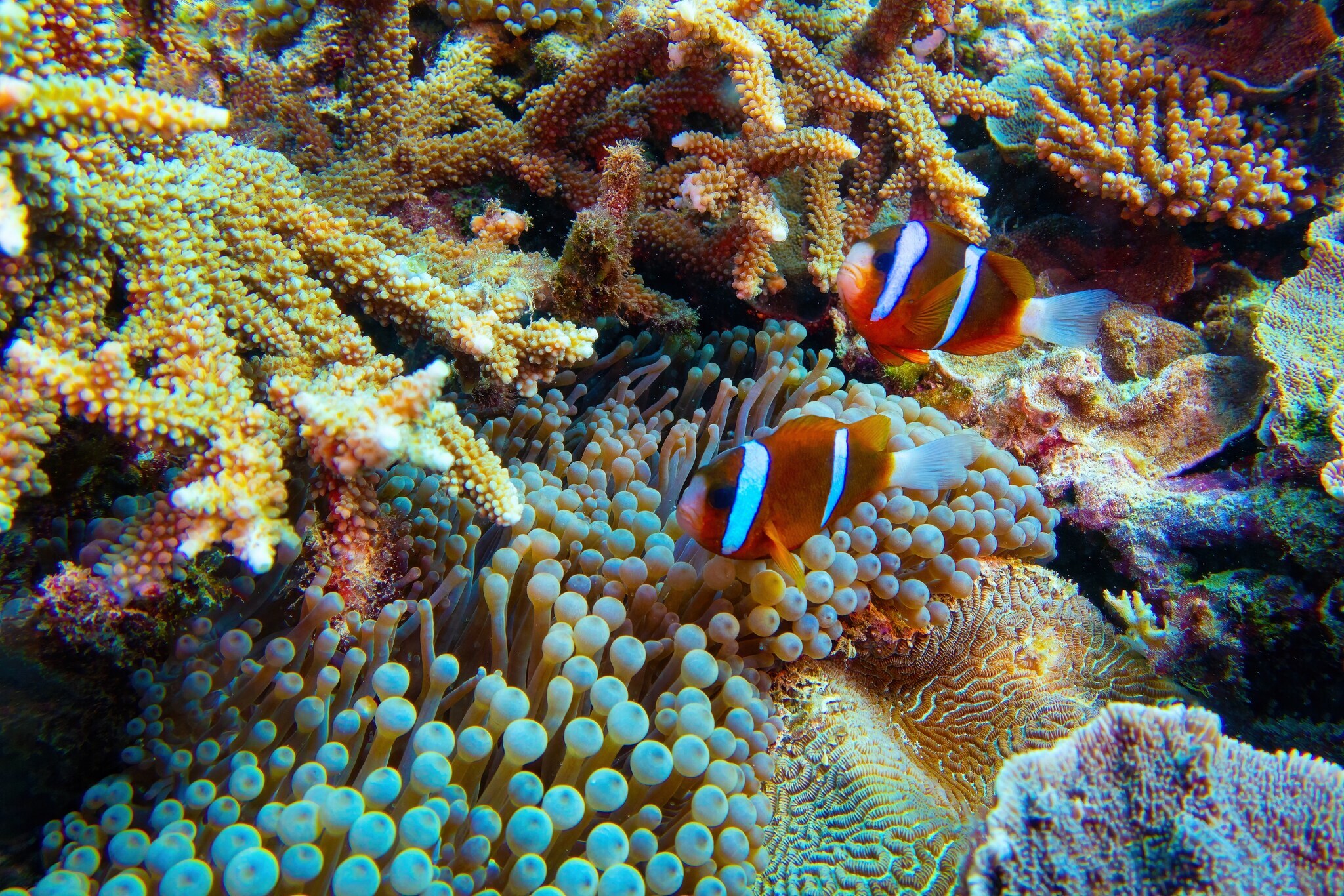 Nahaufnahme eines Korallenriffs mit Clownfischen und Anemonen