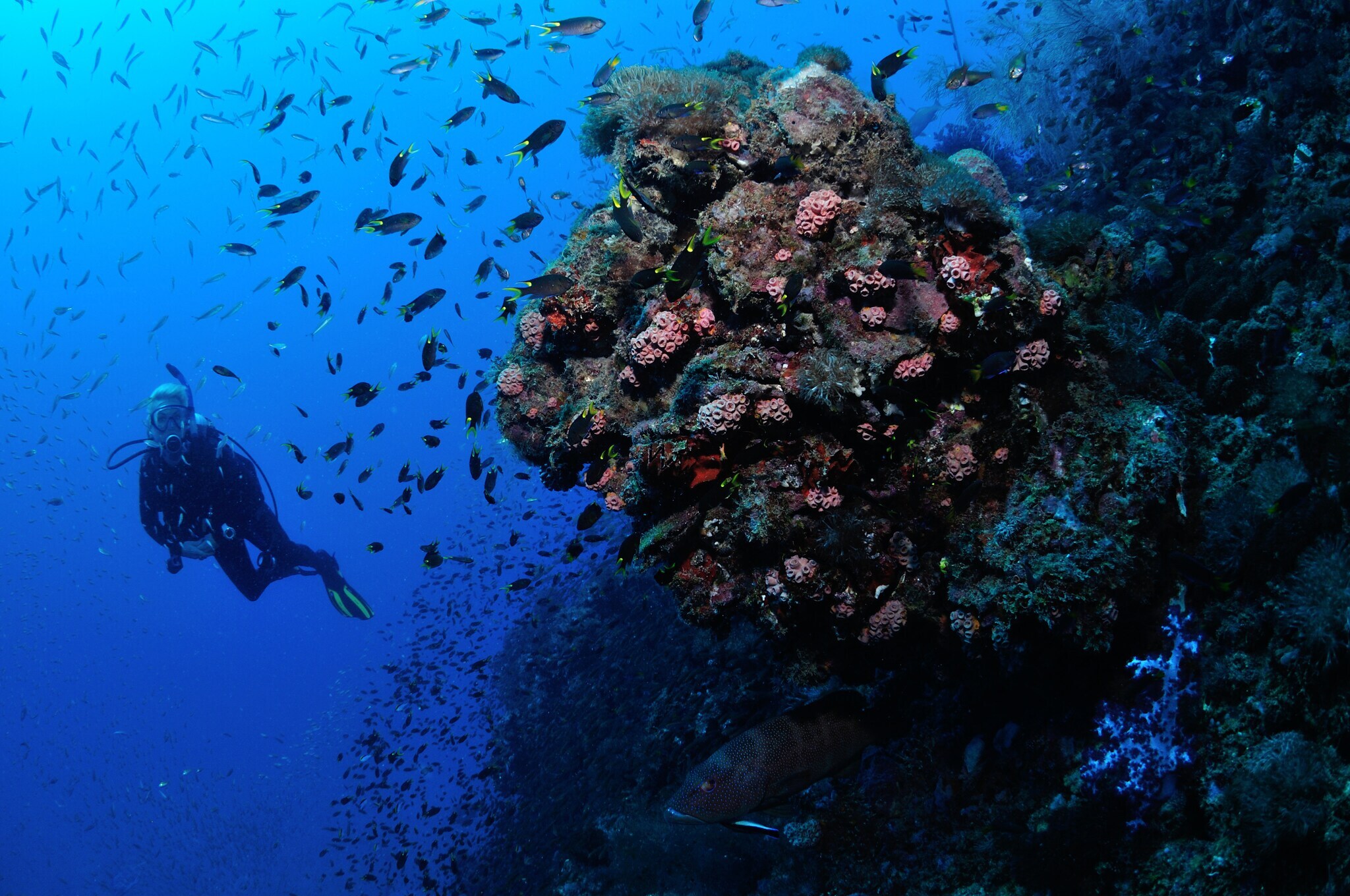 Eine Taucherin schwimmt durch einen Fischschwarm an einem bewachsenen Schiffswrack vorbei
