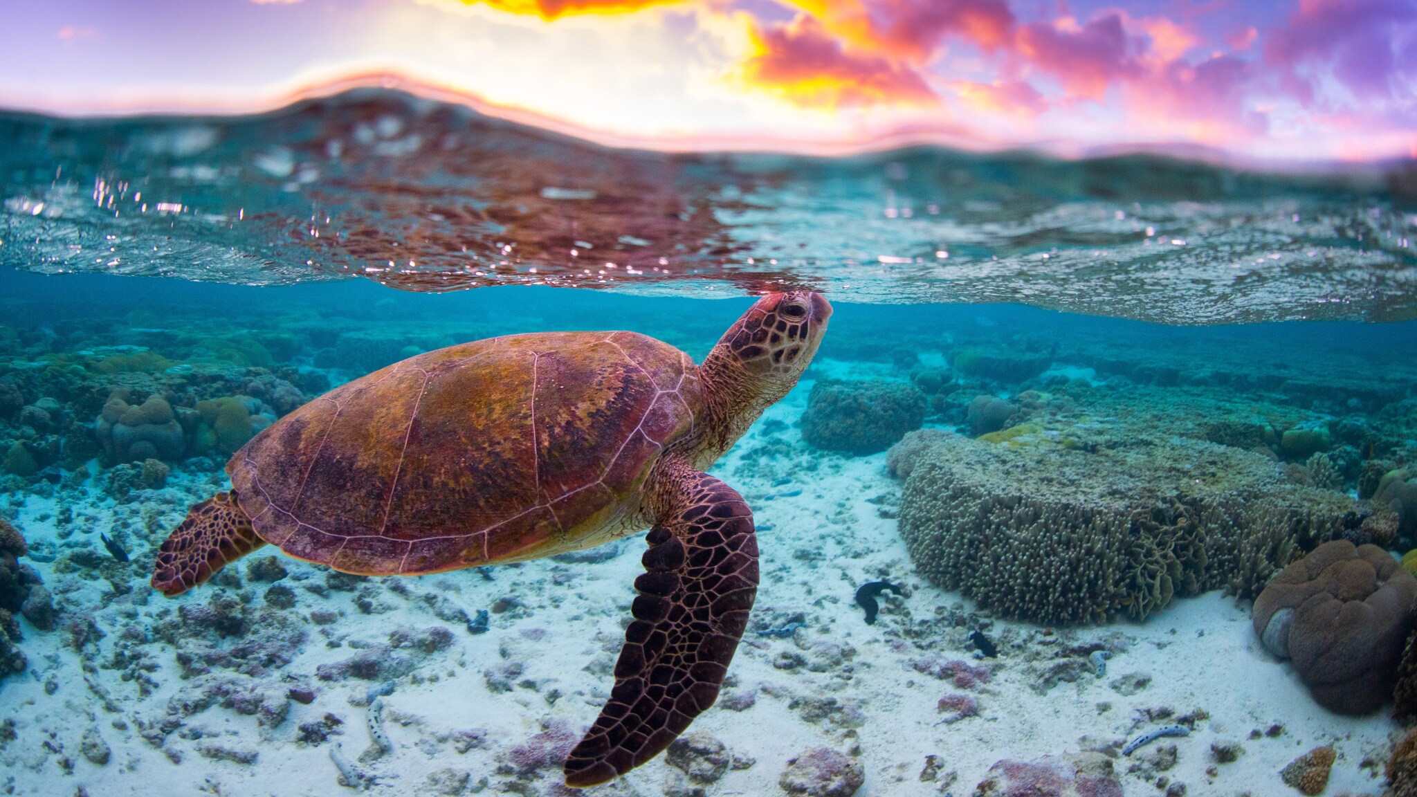 Unterwasseraufnahme einer schwimmenden Wasserschildkröte in tropischem Gewässer Unterwasseraufnahme einer schwimmenden Wasserschildkröte in tropischem Gewässer
