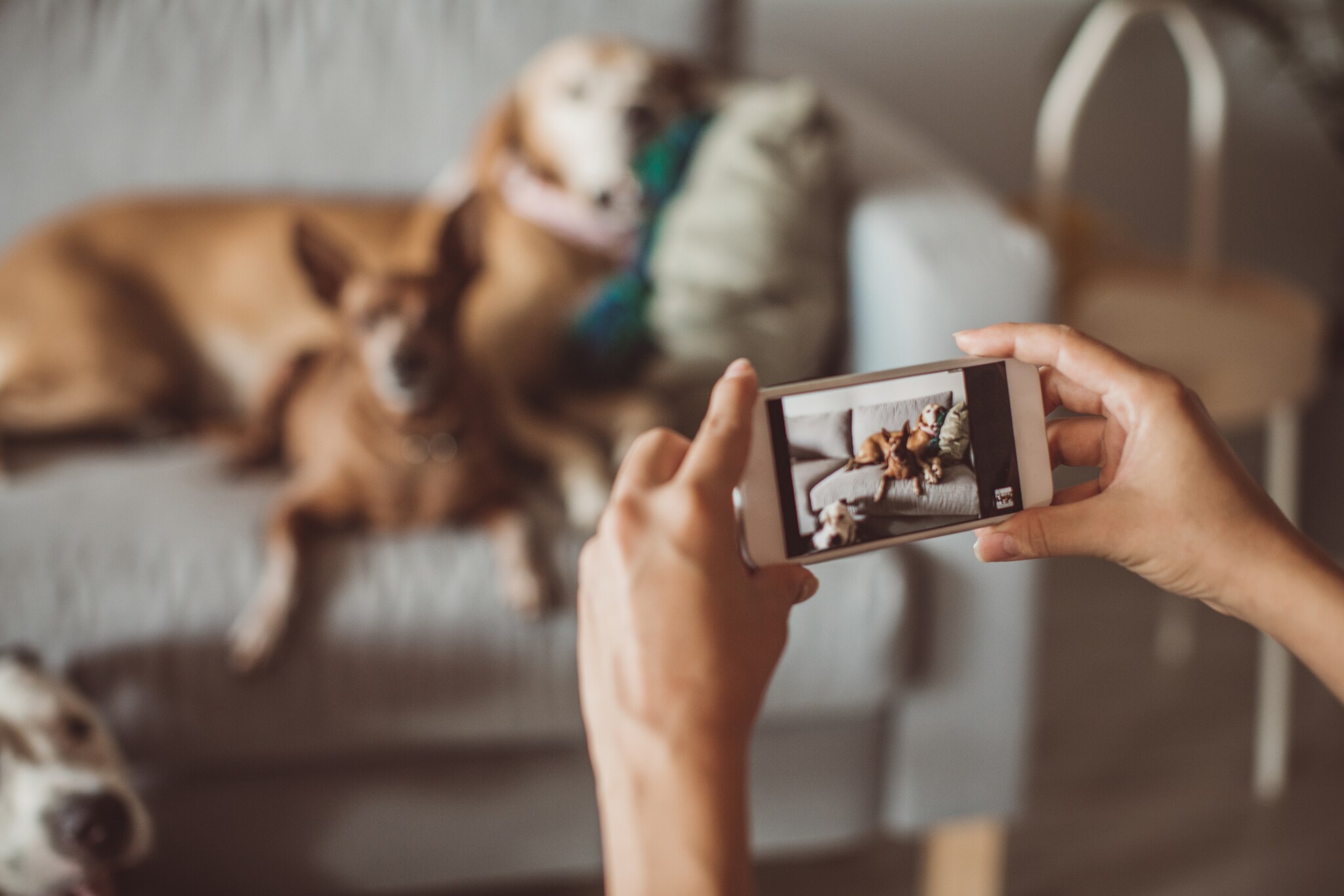 Zwei Hunde auf einer Couch werden mit einem Smartphone fotografiert.