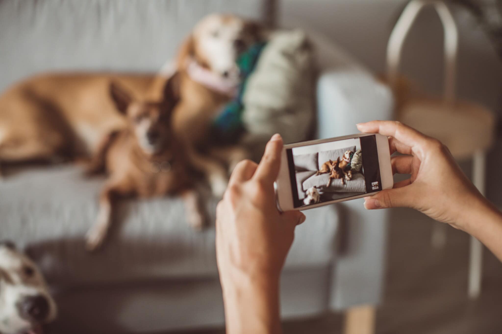 Zwei Hunde auf einer Couch werden mit einem Smartphone fotografiert. Zwei Hunde auf einer Couch werden mit einem Smartphone fotografiert.