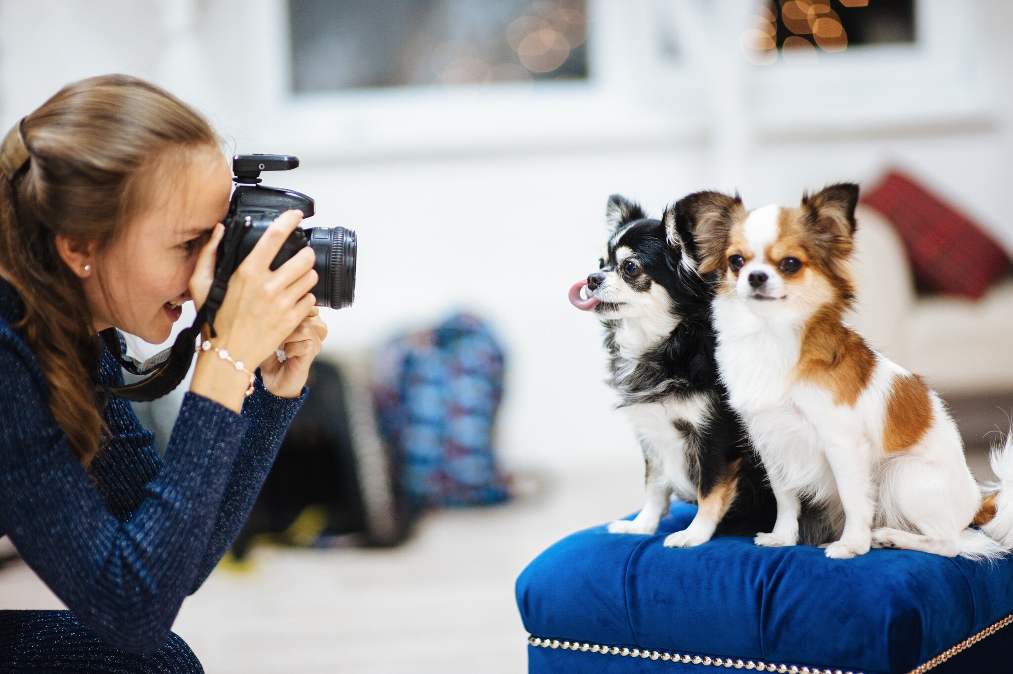 Zwei Hunde werden von einer jungen Frau fotografiert