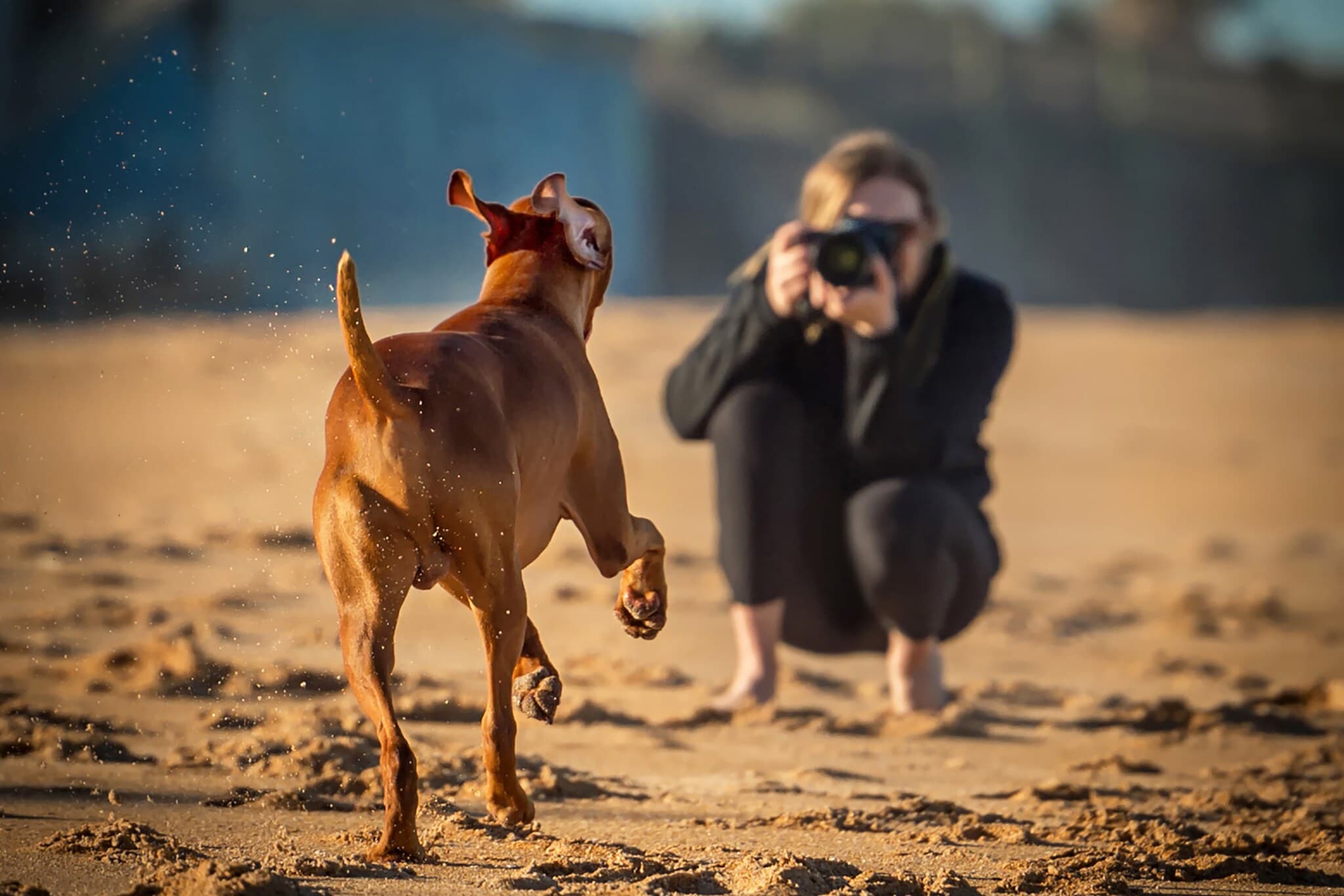 Ein Hund rennt auf eine junge Frau mit Kamera zu Ein Hund rennt auf eine junge Frau mit Kamera zu