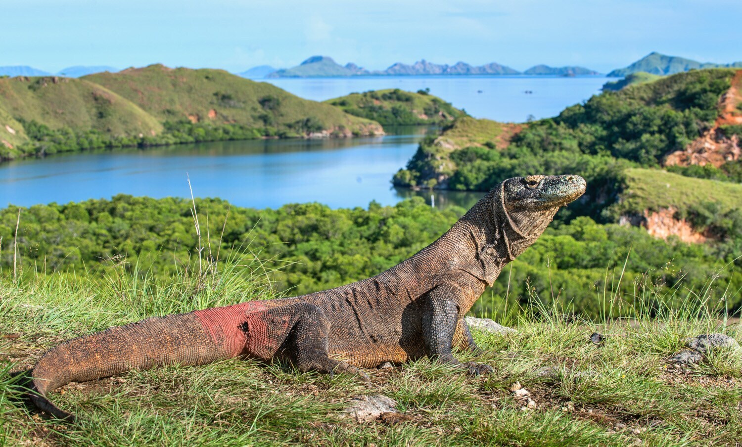 Porträt eines Komodowaran vor einen grünen Insellandschaft Porträt eines Komodowaran vor einen grünen Insellandschaft