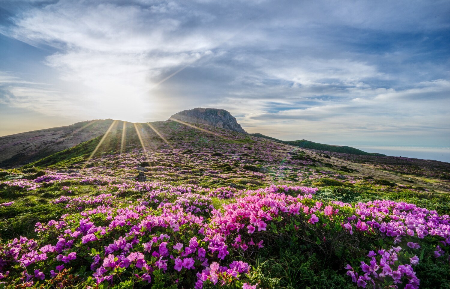 Flache Felslandschaft mit pink blühender Grassteppe im Vordergrund