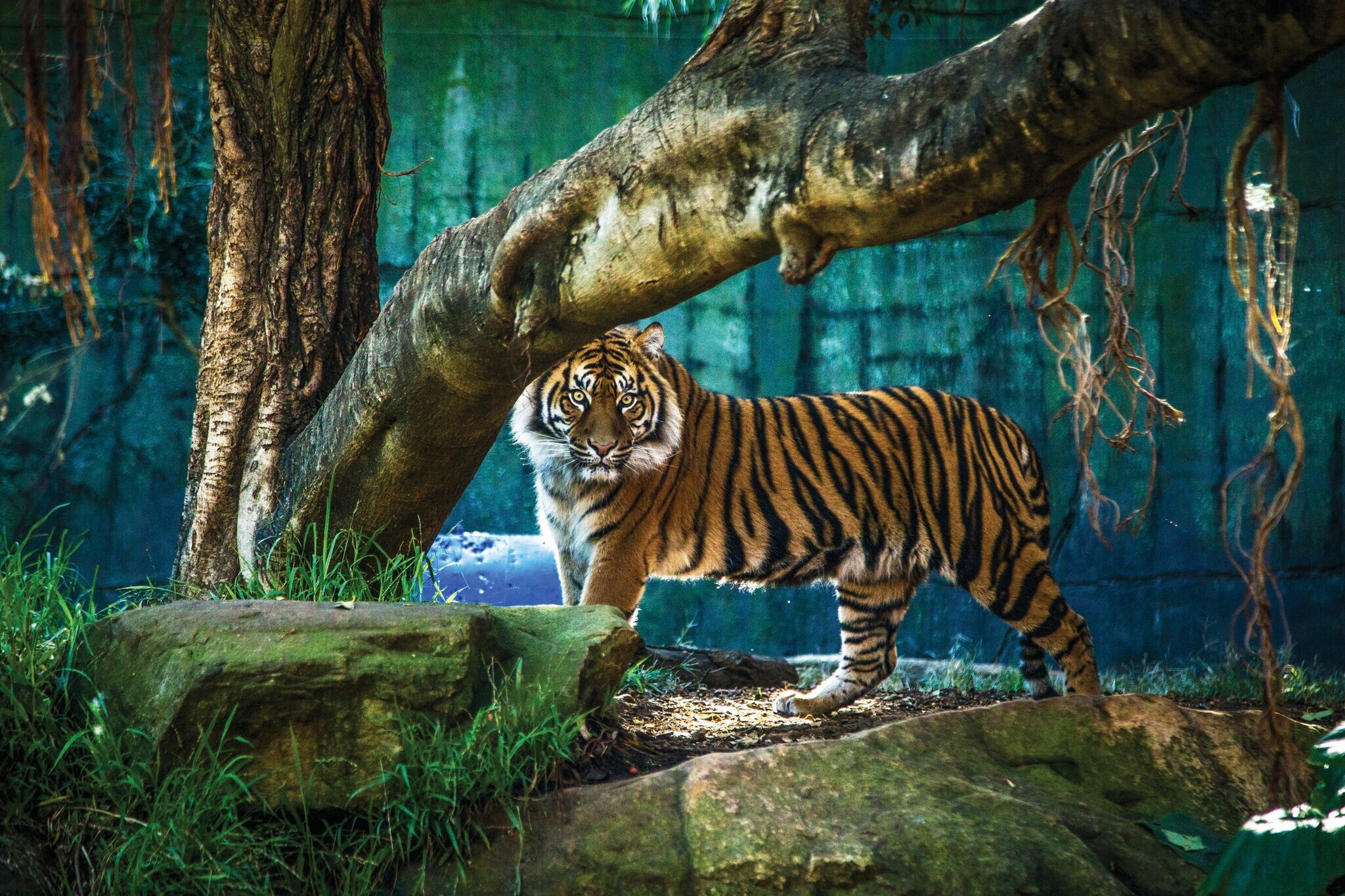 Ein Tiger steht in einem künstlich angelegten Gehege und blickt in die Kamera.