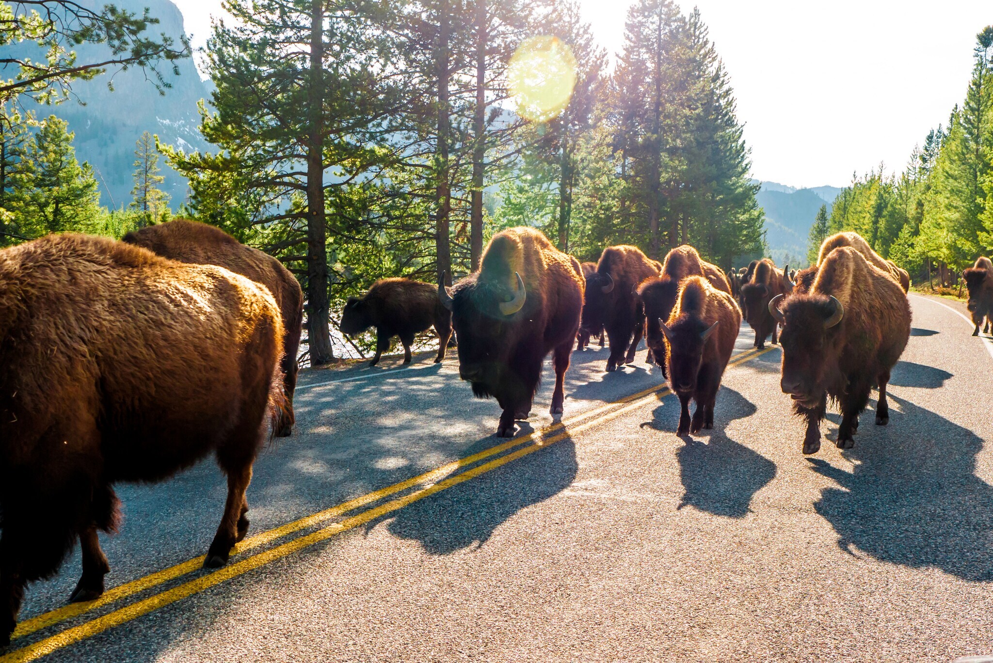 Mehrere Bisons laufen im Yellowstone über eine Straße