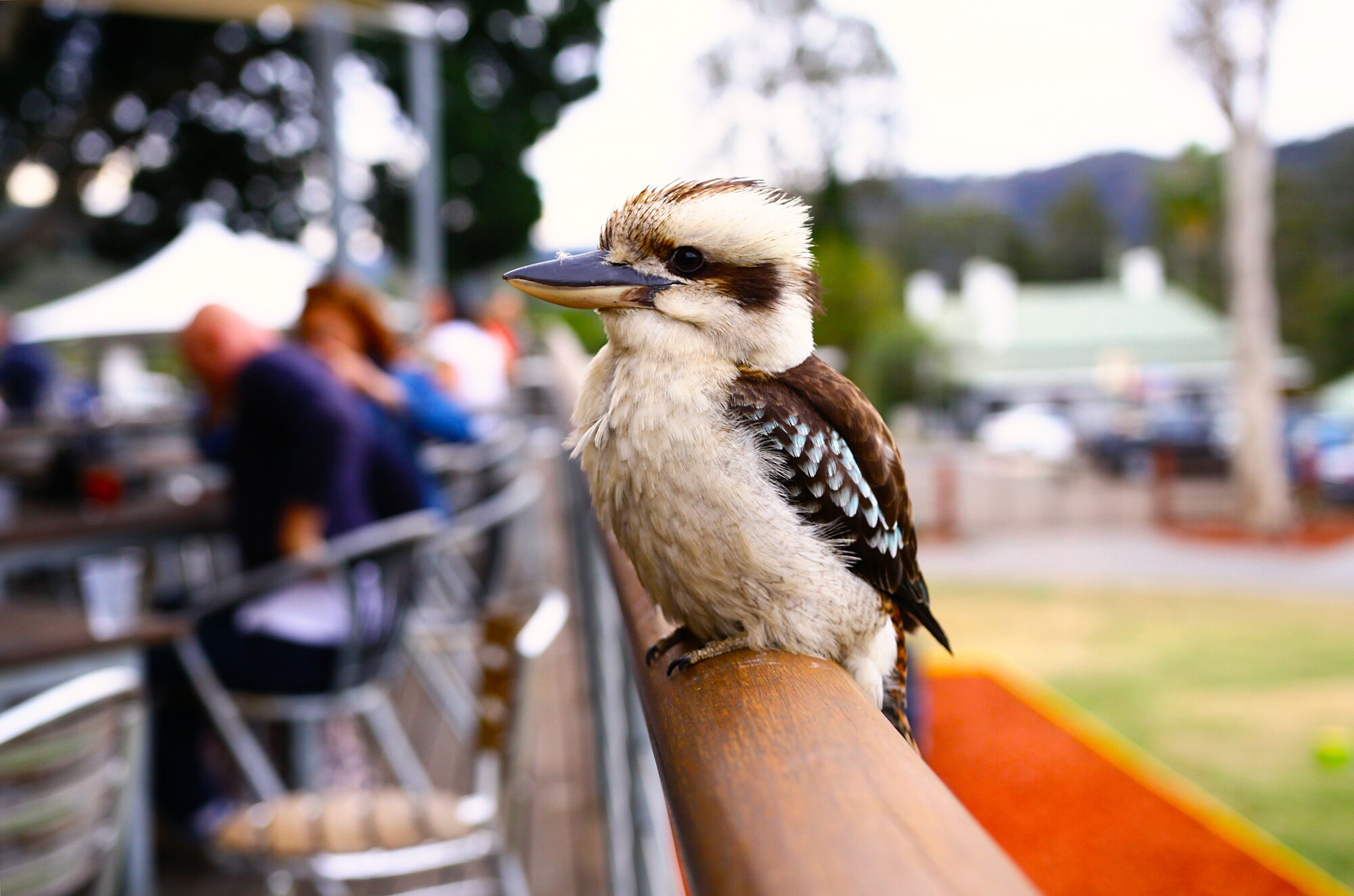 Kookaburra auf einem Zaun in Australien Kookaburra auf einem Zaun in Australien