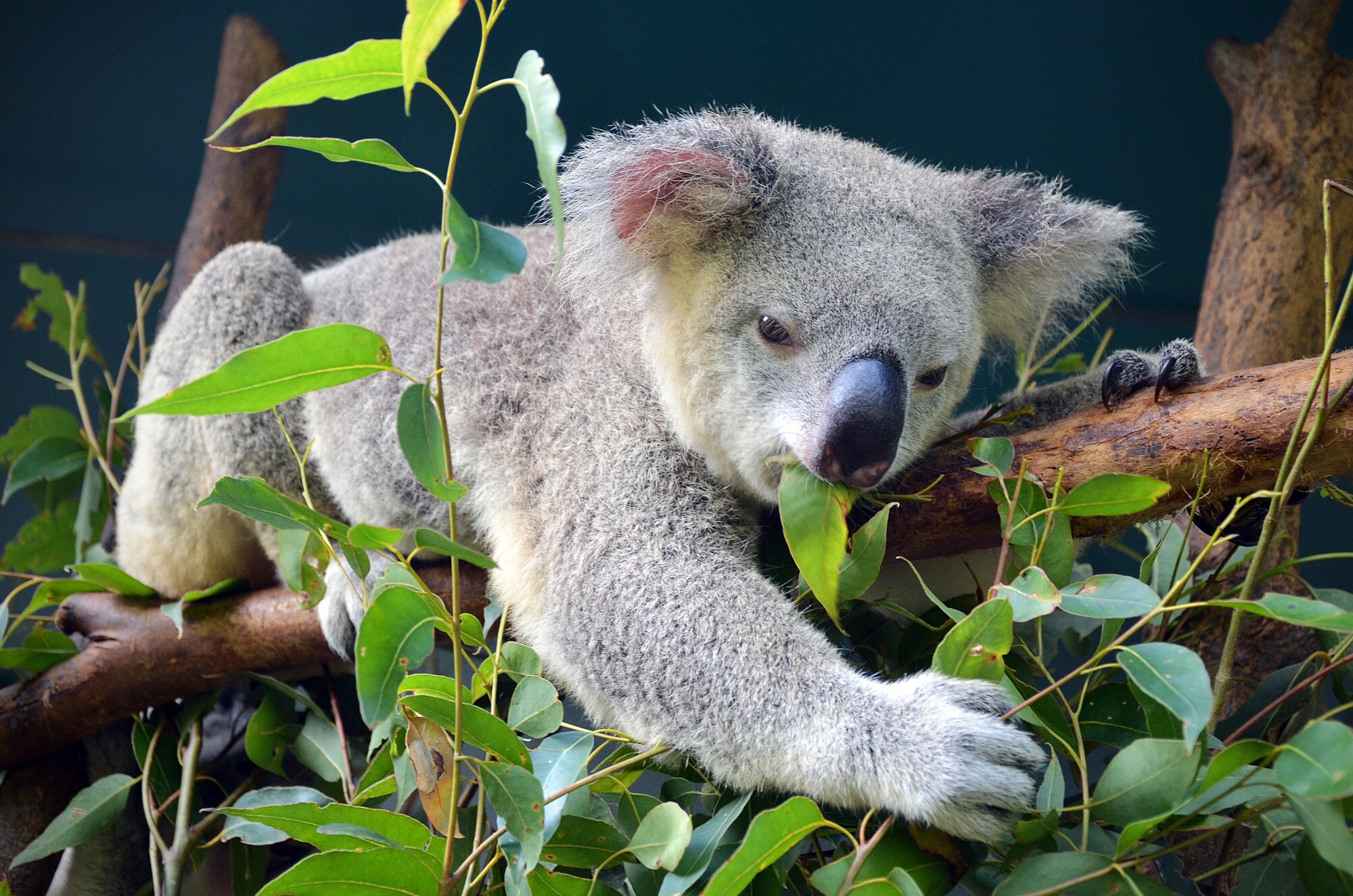 Koala auf einem Baum Koala auf einem Baum