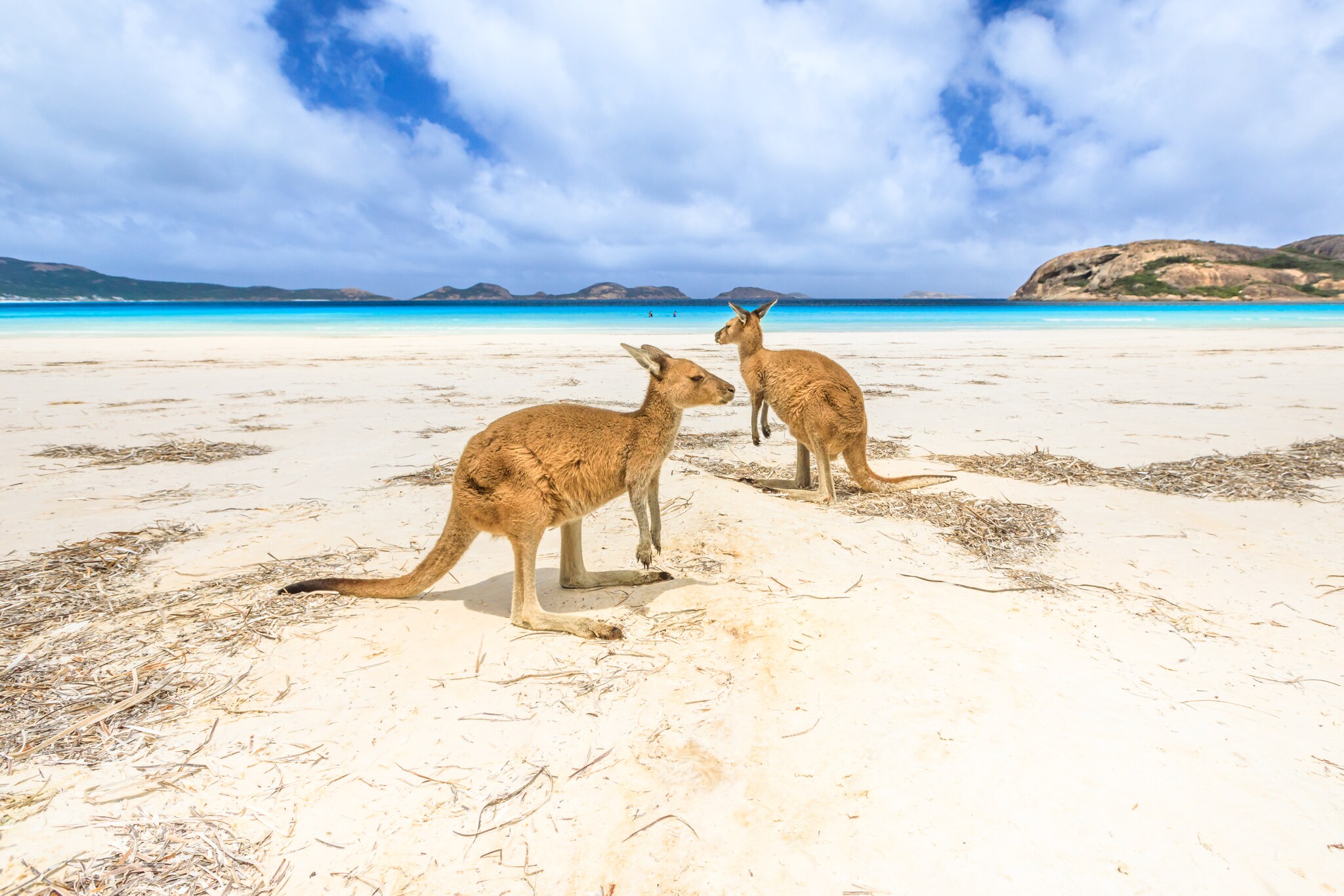 Kängurus an einem australischen Strand. Kängurus an einem australischen Strand.