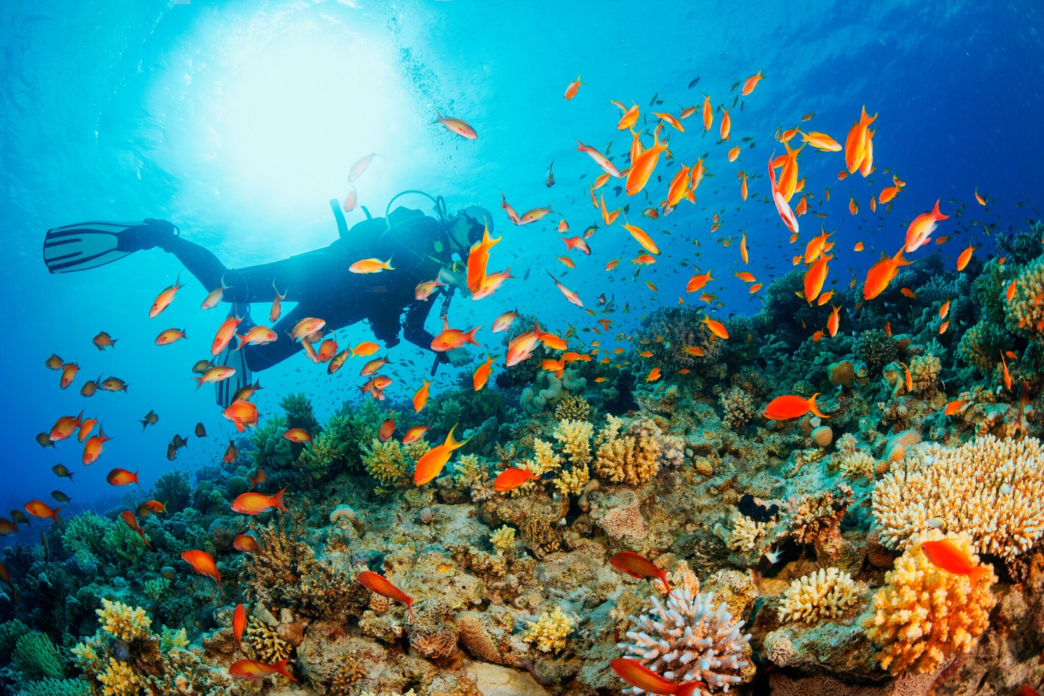 Person mit Tauchausrüstung taucht über einem Korallenriff, umgeben von orangefarbenen Fischen Person mit Tauchausrüstung taucht über einem Korallenriff, umgeben von orangefarbenen Fischen
