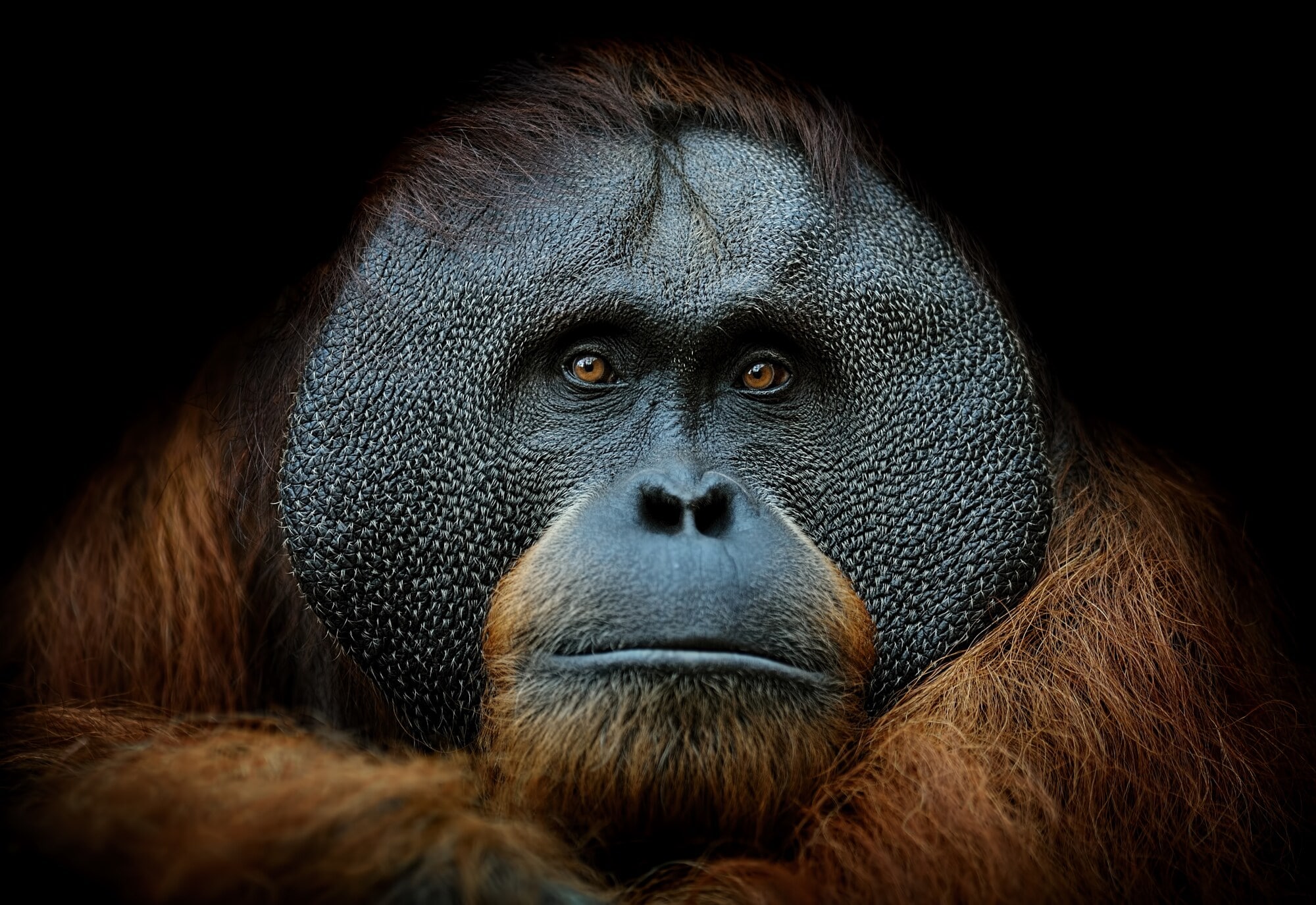 Porträt eines ausgewachsenen Orang-Utans Porträt eines ausgewachsenen Orang-Utans