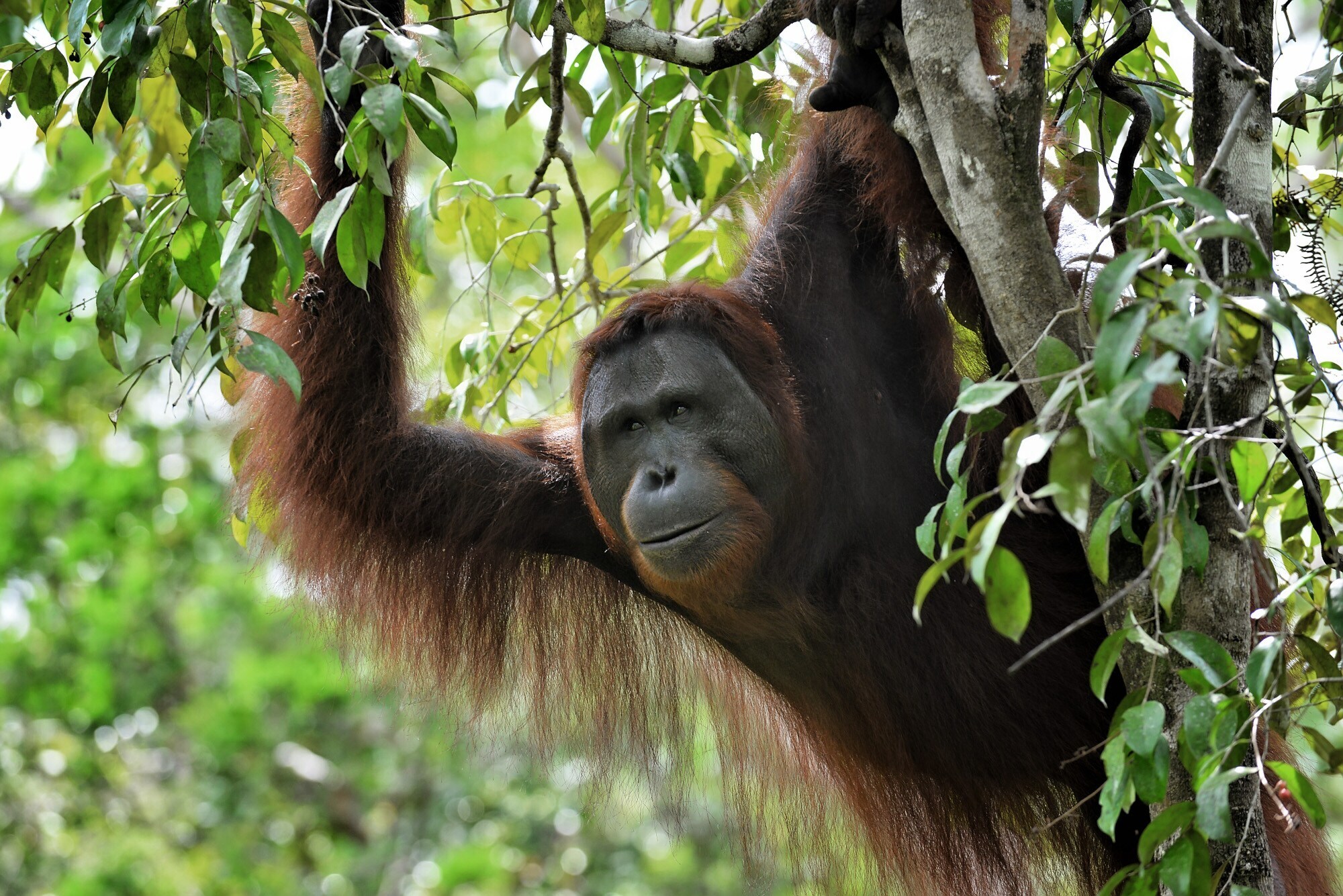 Orang-Utans sind in tropischen Regenwäldern zuhause und können auf Borneo in geschützten Nationalparks leben. Orang-Utans sind in tropischen Regenwäldern zuhause und können auf Borneo in geschützten Nationalparks leben.
