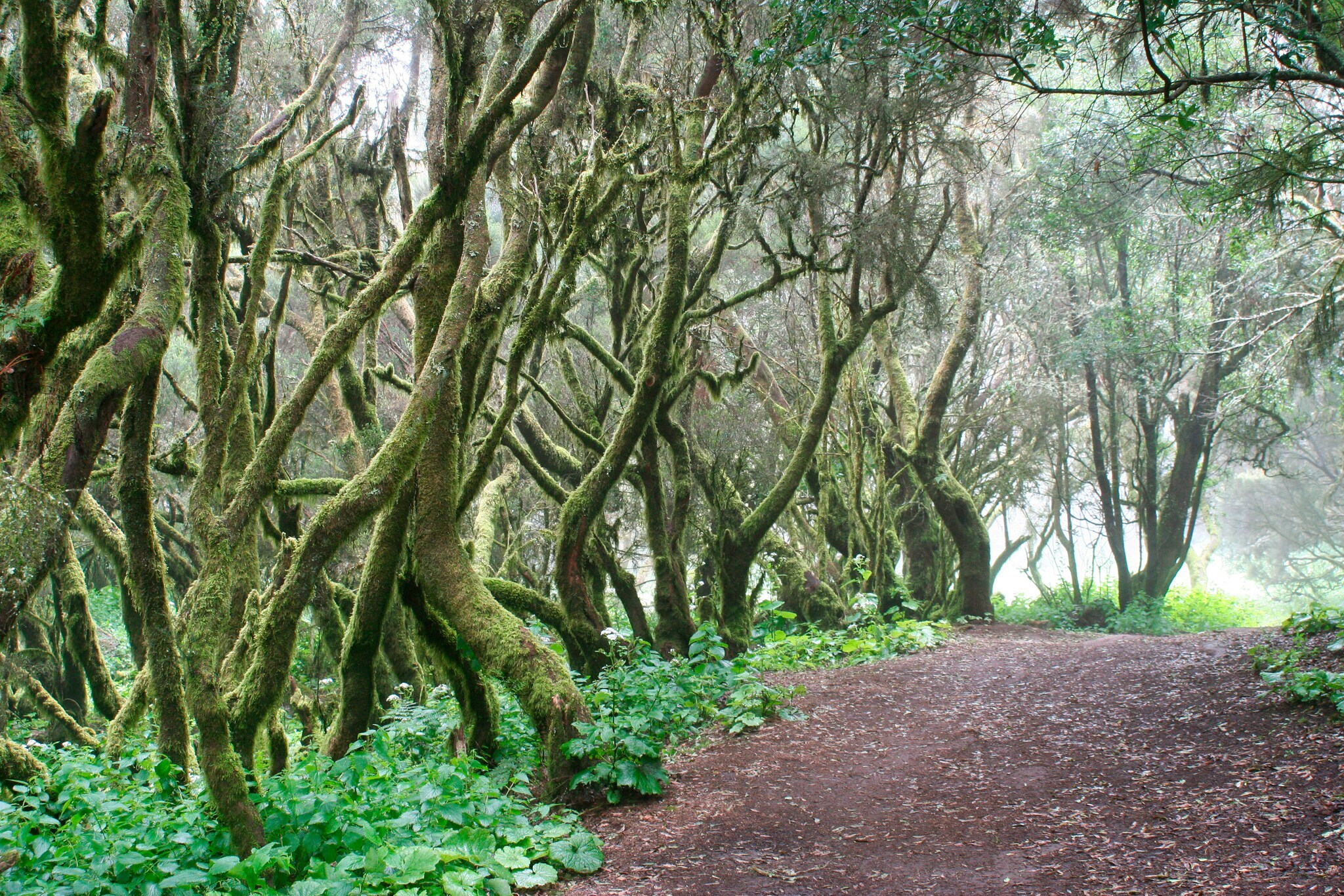 Mystischer Wald an einer Wanderroute auf El Hierro
