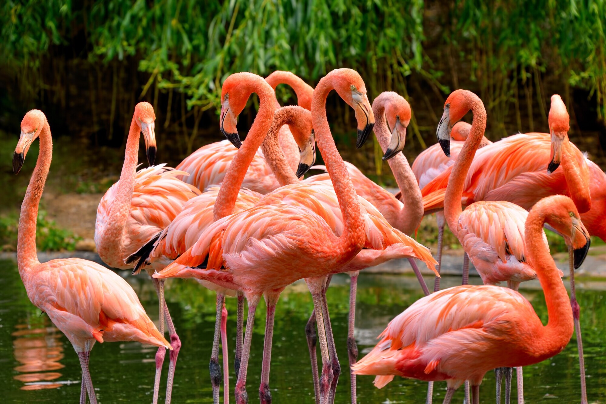 Eine Gruppe roter Flamingos im Everglades-Nationalpark Eine Gruppe roter Flamingos im Everglades-Nationalpark