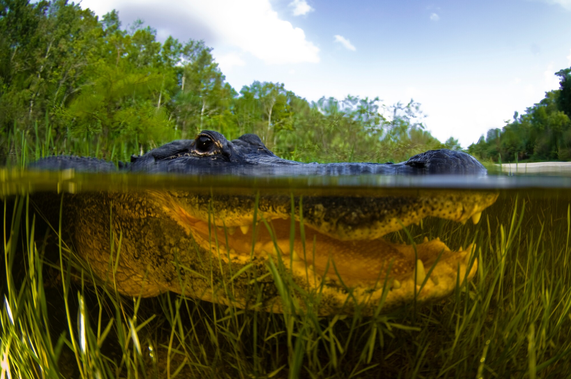 Ein Alligator im Wasser im Everglades-Nationalpark Ein Alligator im Wasser im Everglades-Nationalpark