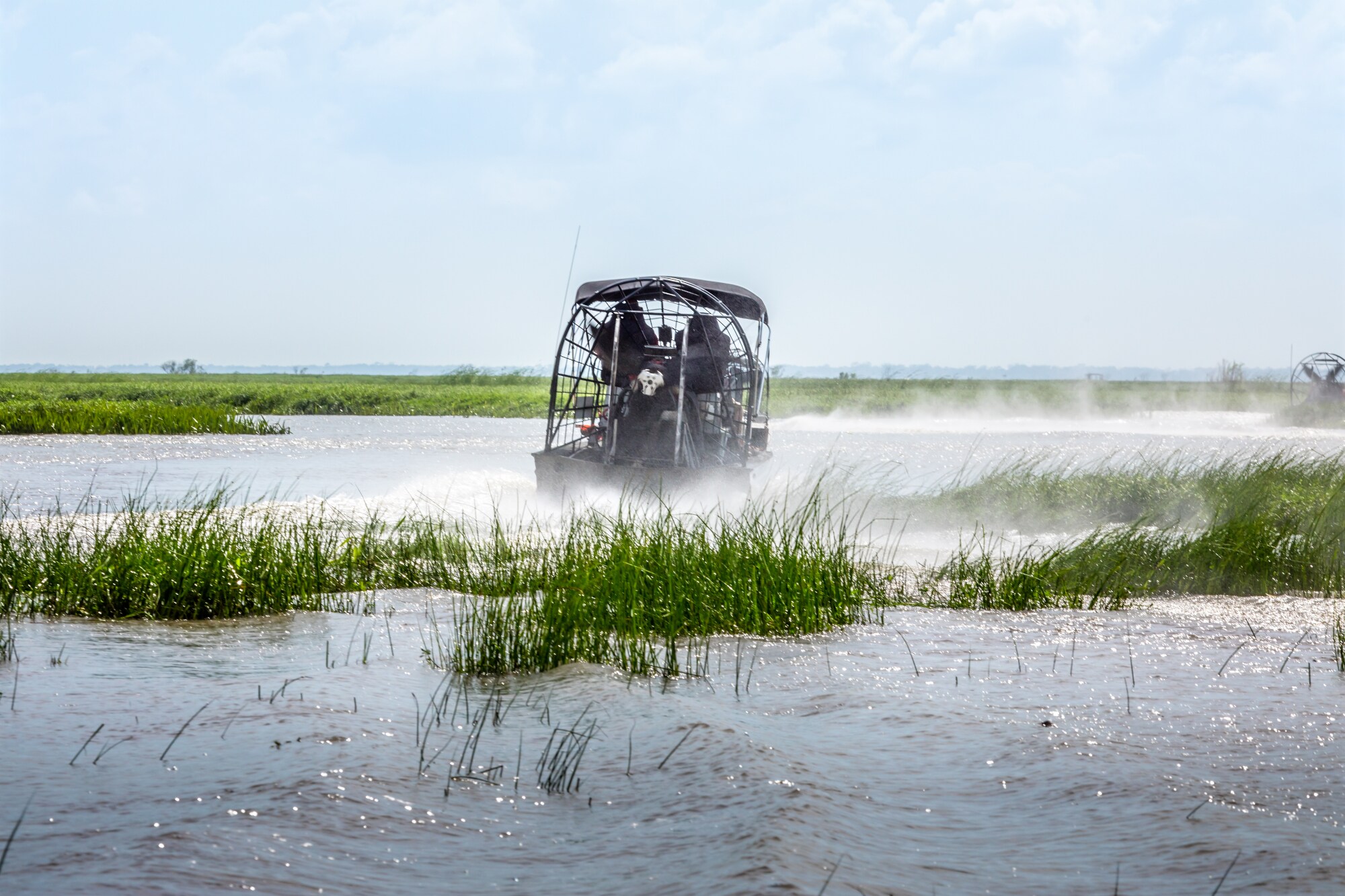 Ein Airboat fährt in den Everglades über das Wasser