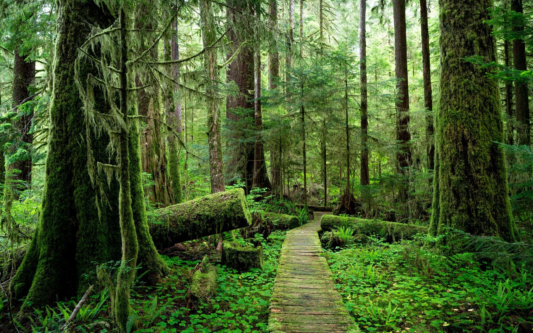 Blick auf dunklen Wald mit einem Weg im Pacific-Rim-Nationalpark in Kanada