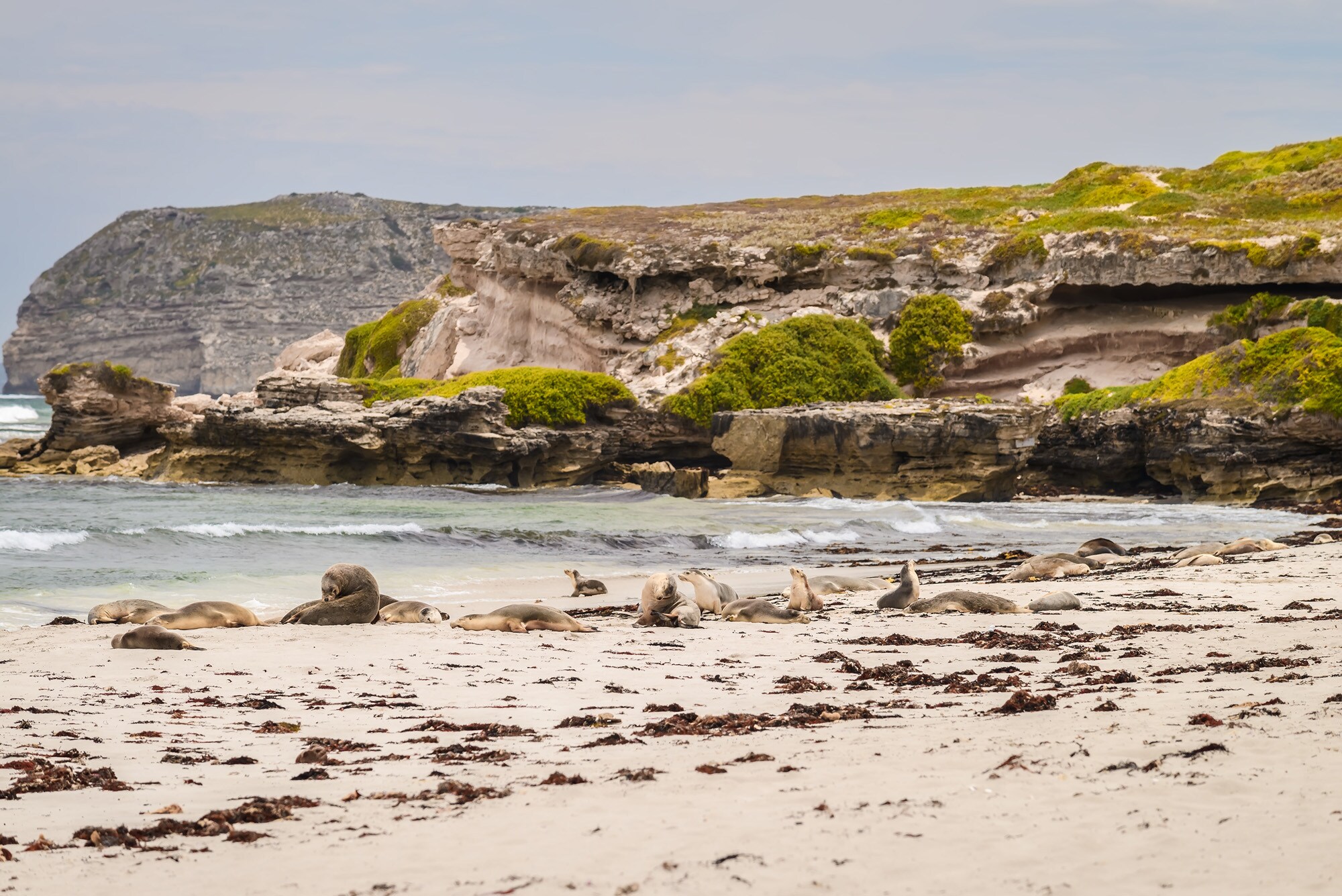 Seelöwen, die sich am Strand ausruhen