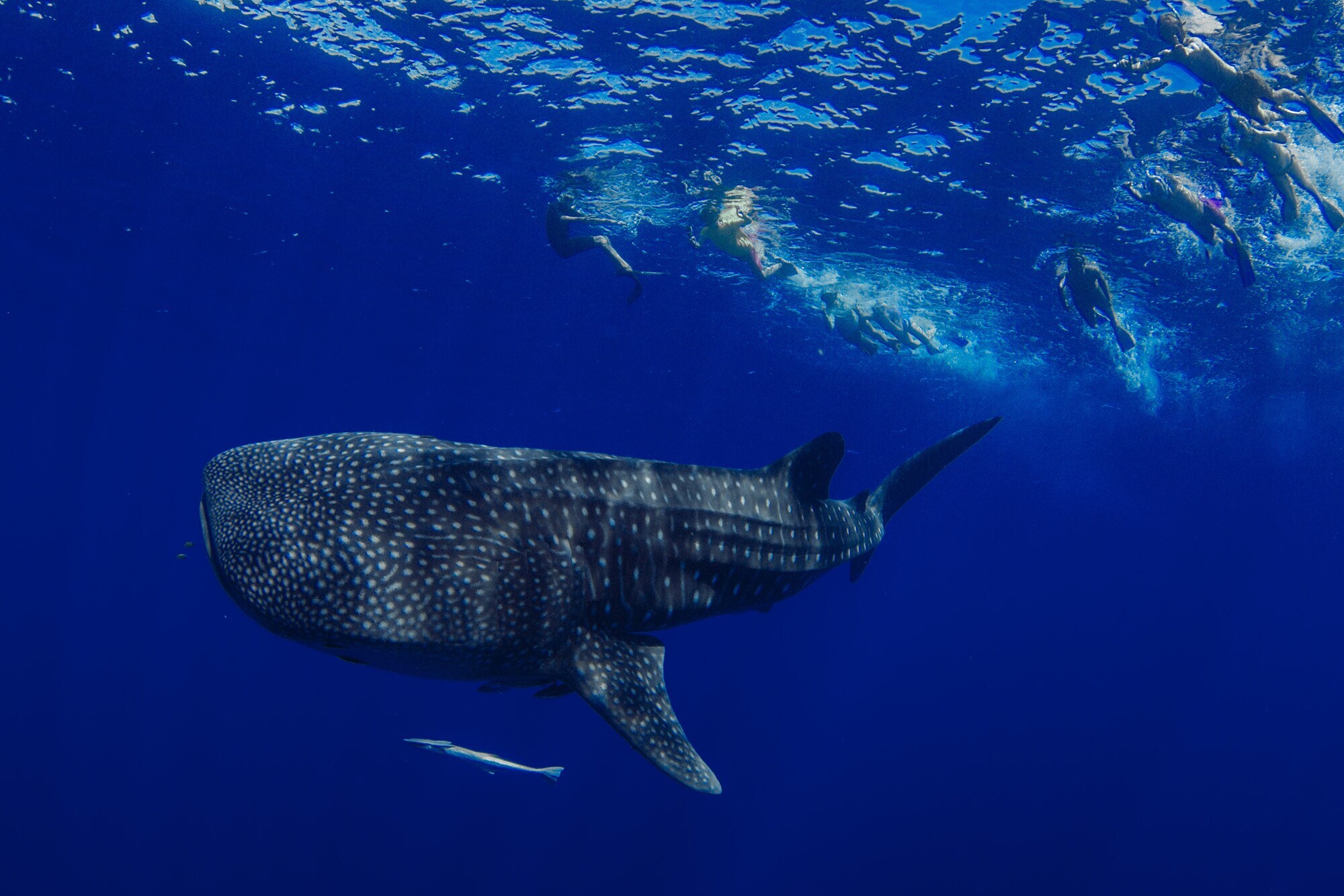Eine Gruppe schnorchelnder Personen und ein Walhai Eine Gruppe schnorchelnder Personen und ein Walhai