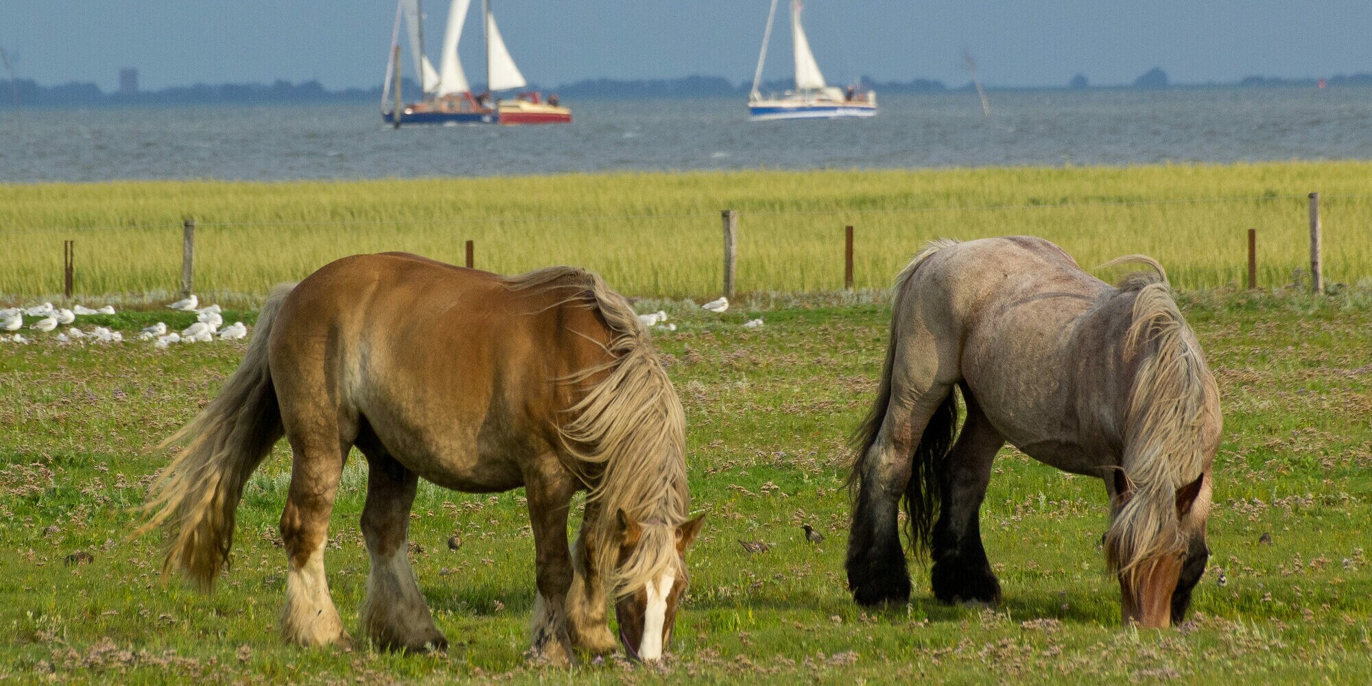 Pferde grasen am Meeresrand, im Hintergrund Segelboote Pferde grasen am Meeresrand, im Hintergrund Segelboote