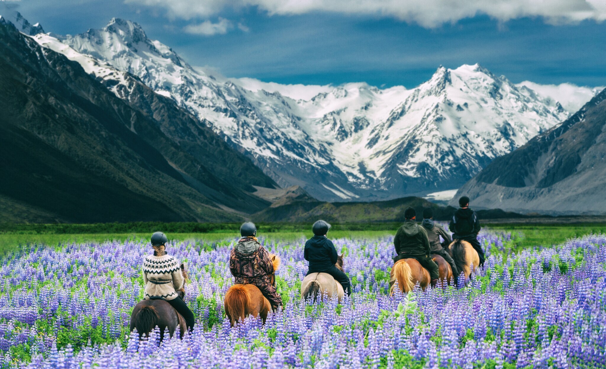 Eine Gruppe reitender Personen durch eine durch Lupinen lila blühende Wiese bei Bergpanorama Eine Gruppe reitender Personen durch eine durch Lupinen lila blühende Wiese bei Bergpanorama