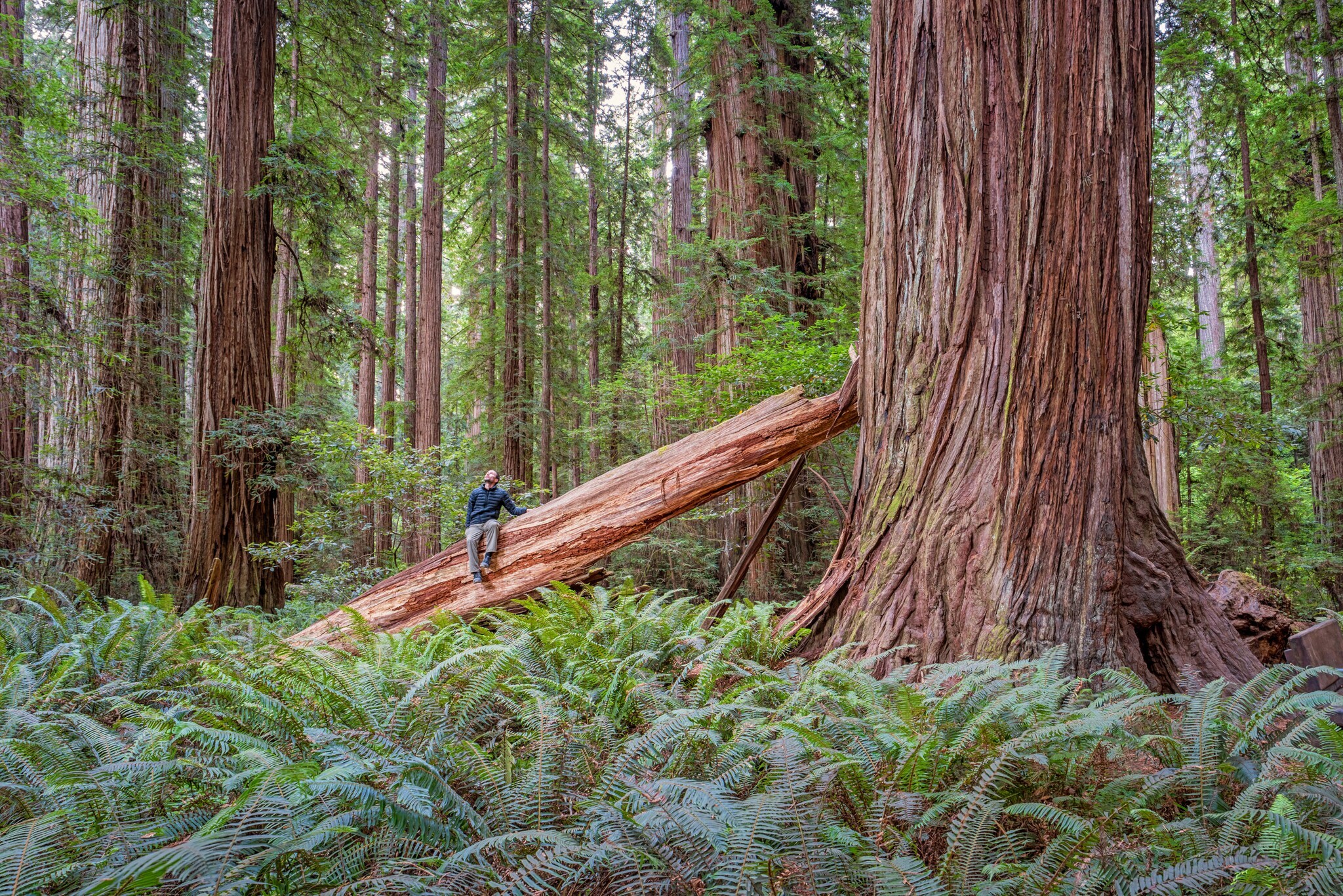 Eine Person sitzt auf einem abgebrochenen Ast eines Mammutbaums inmitten eines Waldes Eine Person sitzt auf einem abgebrochenen Ast eines Mammutbaums inmitten eines Waldes
