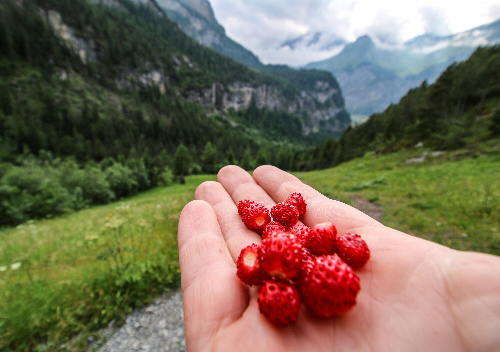 Detailaufnahme einer Hand, auf der Walderdbeeren liegen, im Hintergrund sind Berge zu sehen