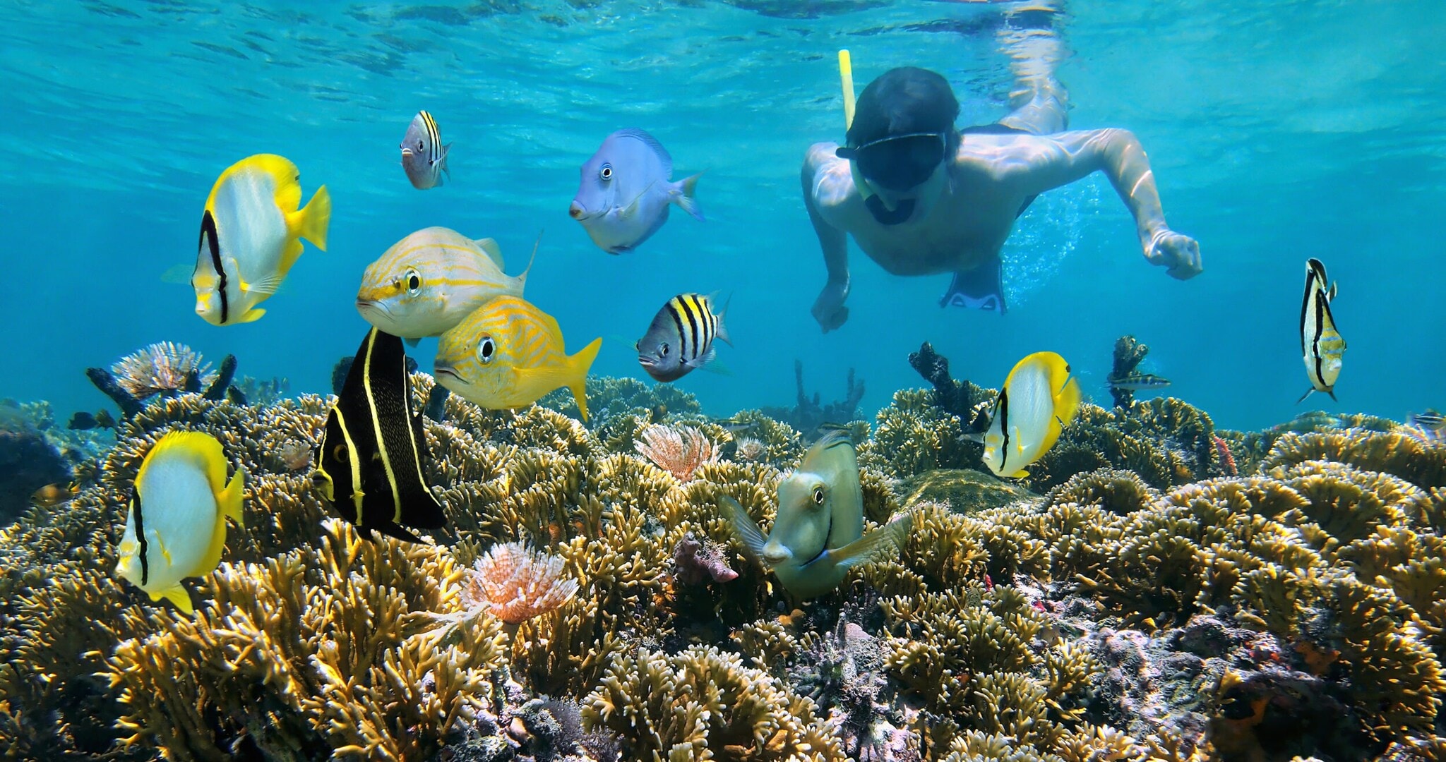 Mann schnorchelt unter Wasser an einem flachen Korallenriff mit tropischen Fischen vor ihm Mann schnorchelt unter Wasser an einem flachen Korallenriff mit tropischen Fischen vor ihm