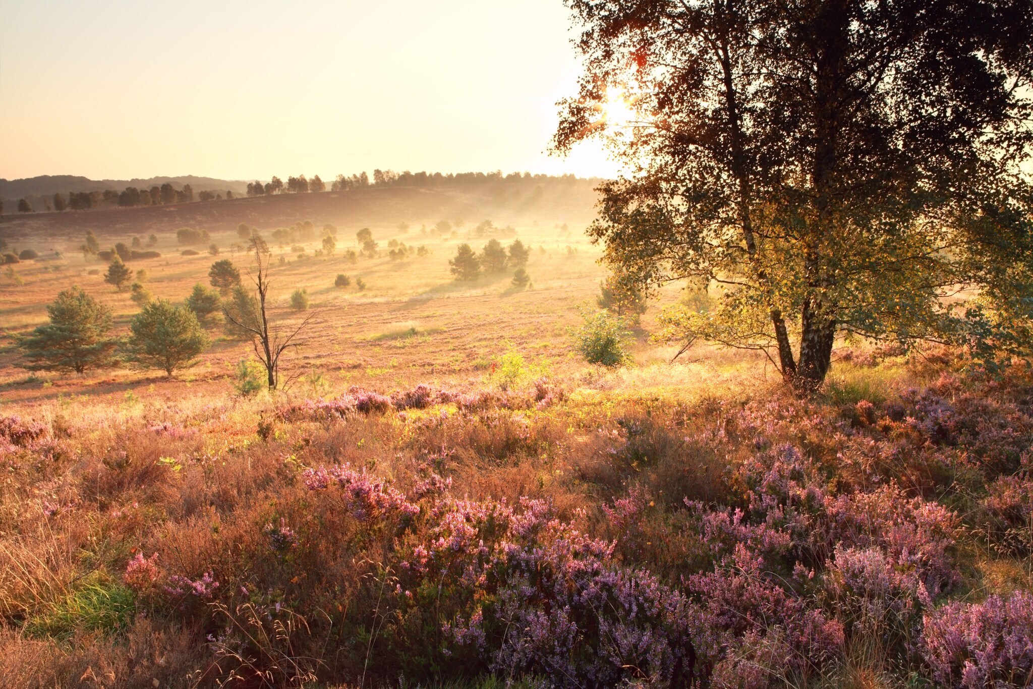 Blühende Heidelandschaft im Sonnenaufgang Blühende Heidelandschaft im Sonnenaufgang