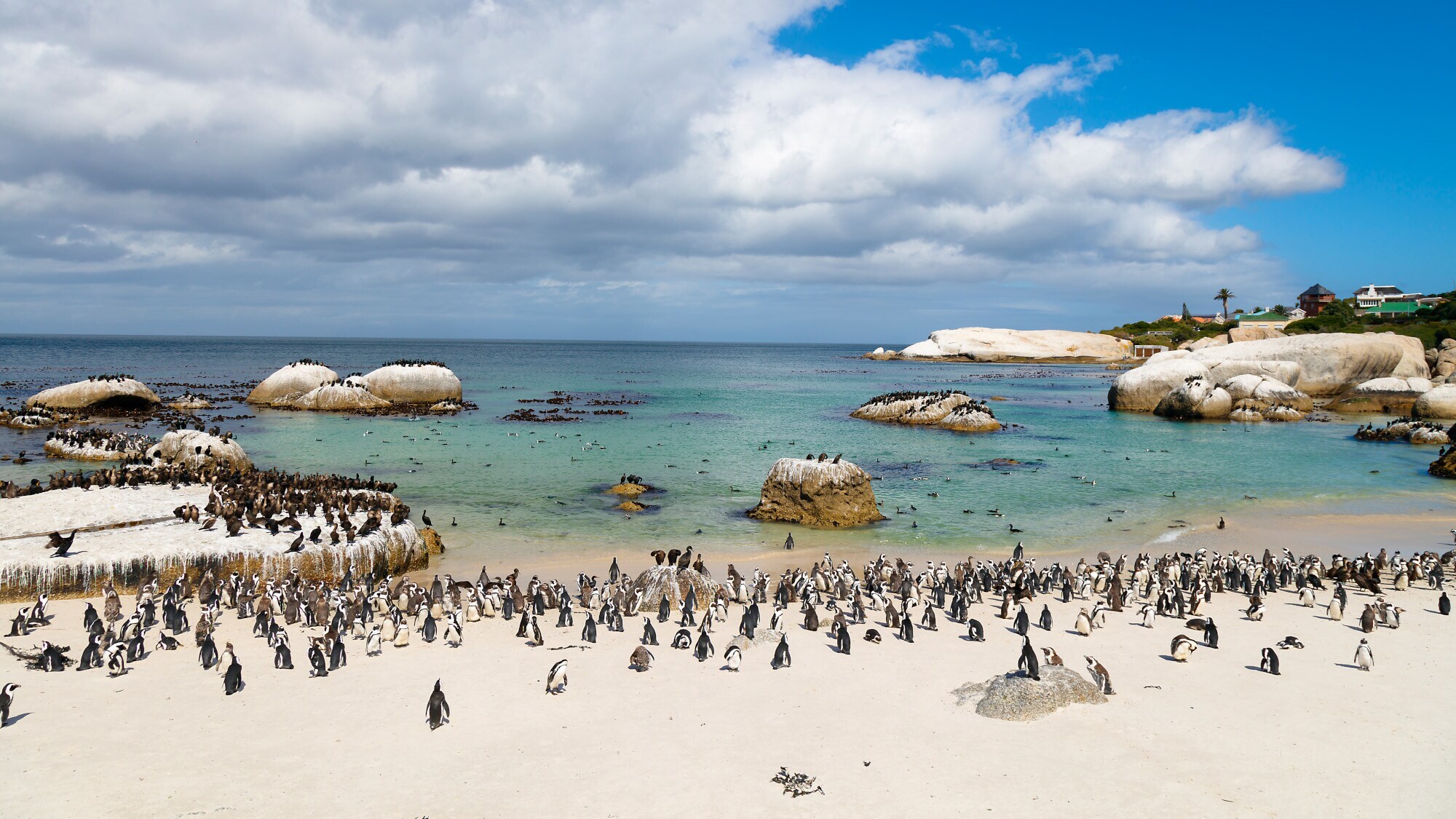 Pinguine an einem Sandstrand bei Kapstadt