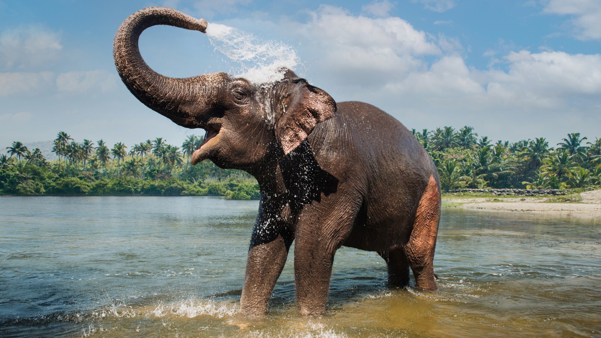 Ein Elefant wäscht sich mit Wasser aus dem Rüssel in einem Fluss Ein Elefant wäscht sich mit Wasser aus dem Rüssel in einem Fluss