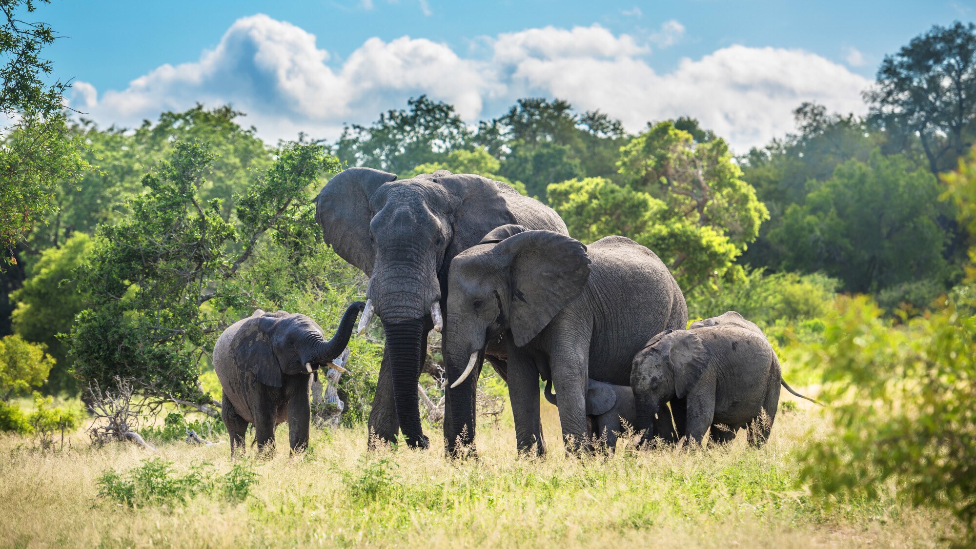 Eine Elefantenfamilie in der grünen Savanne im Kruger Nationalpark Eine Elefantenfamilie in der grünen Savanne im Kruger Nationalpark