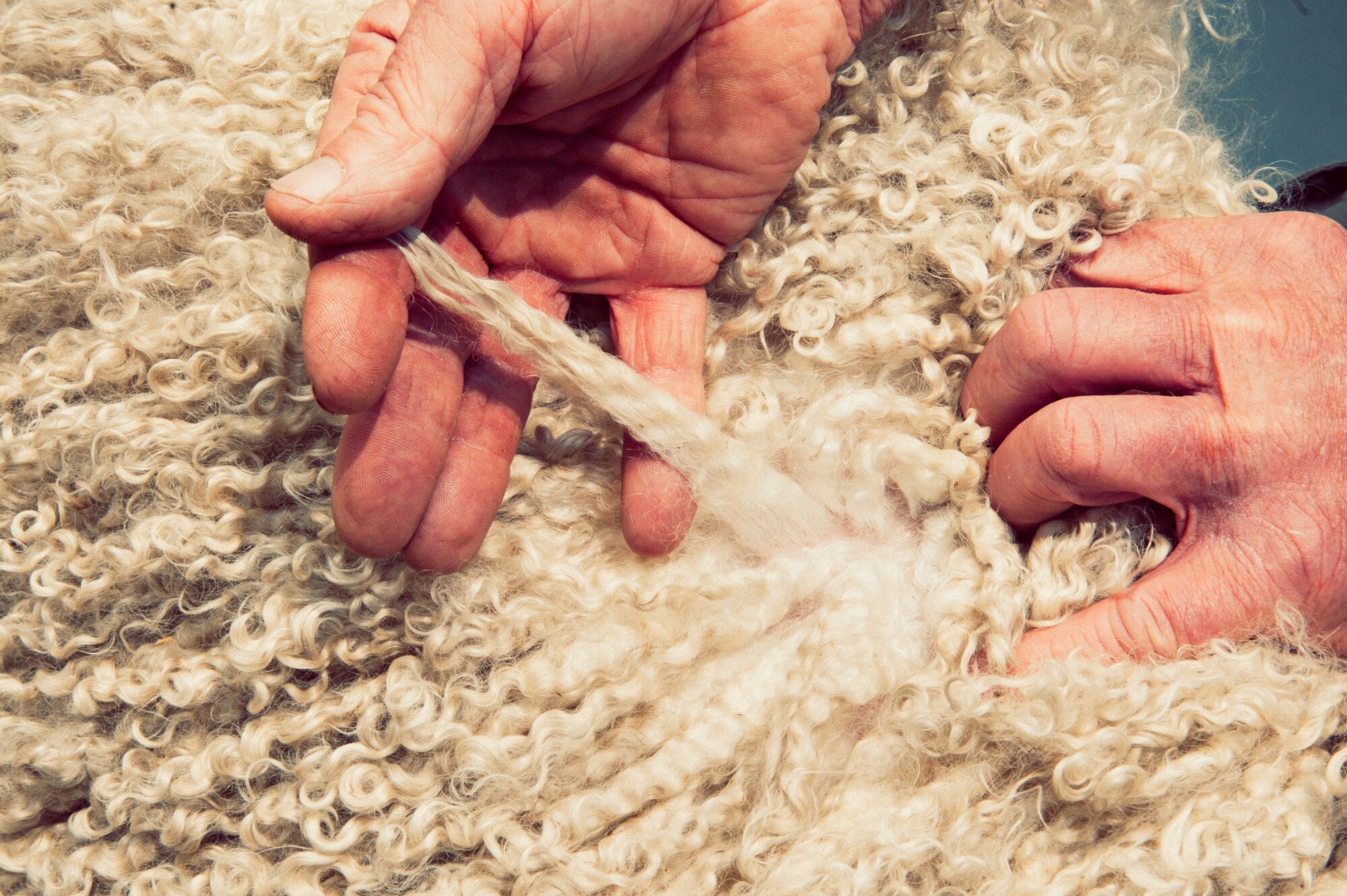 Nahaufnahme von zwei Händen, die eine lockige Strähne im Fell einer Angoraziege langziehen Nahaufnahme von zwei Händen, die eine lockige Strähne im Fell einer Angoraziege langziehen