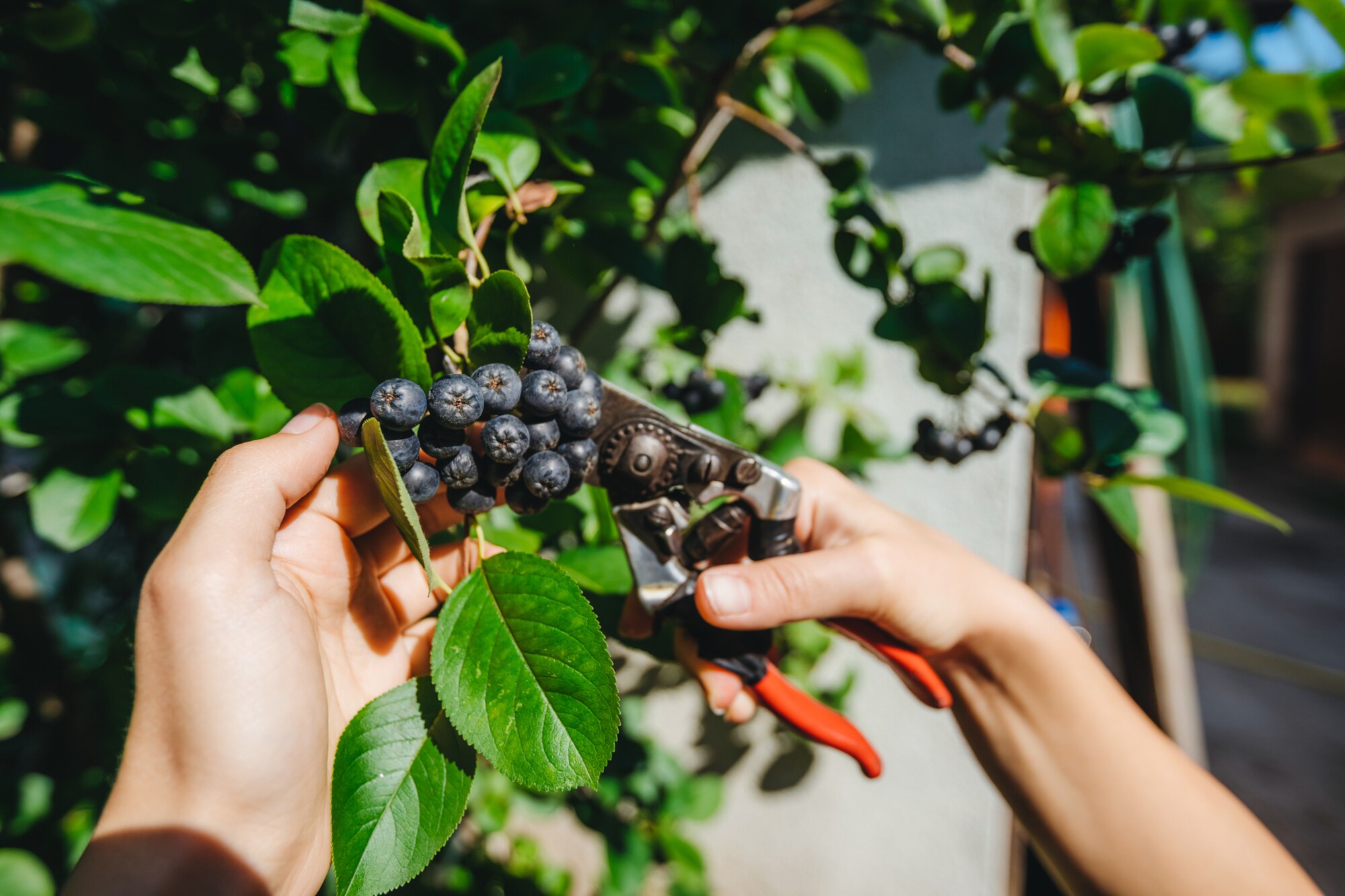Hände ernten Aroniabeeren mithilfe einer Gartenschere