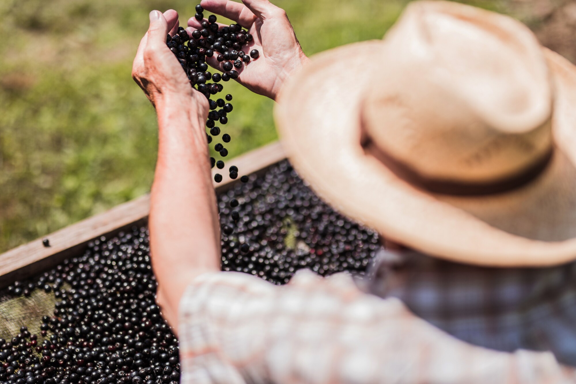 Mann mit Strohhut lässt Aroniabeeren aus den Händen auf eine Unterlage fallen
