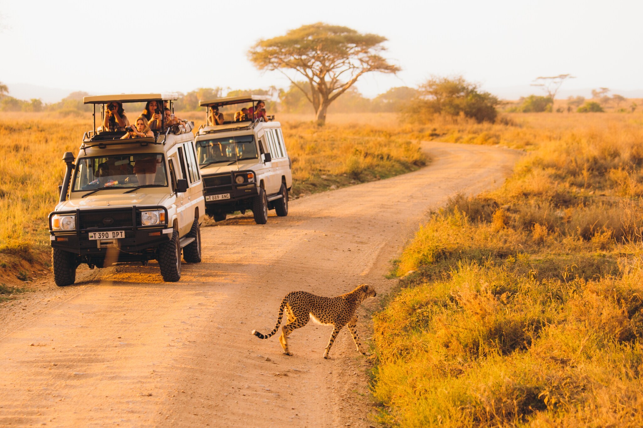 Reisende in zwei Jeeps beobachten während einer Safari einen Gepard in der afrikanischen Savanne Reisende in zwei Jeeps beobachten während einer Safari einen Gepard in der afrikanischen Savanne