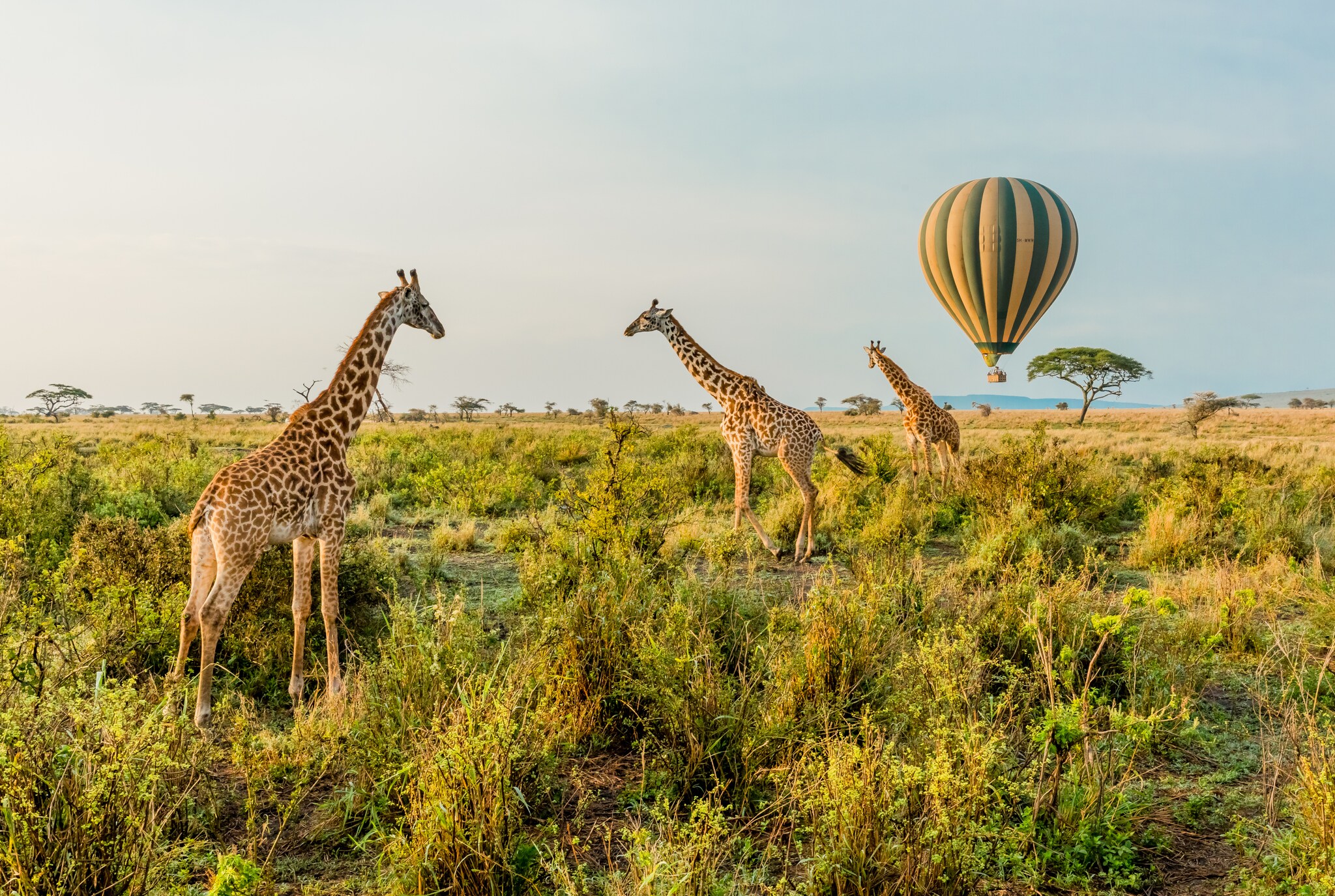 Drei Giraffen stehen in grünen Sträuchern der Serengeti, im Hintergrund ein vorbeischwebender Heißluftballon Drei Giraffen stehen in grünen Sträuchern der Serengeti, im Hintergrund ein vorbeischwebender Heißluftballon