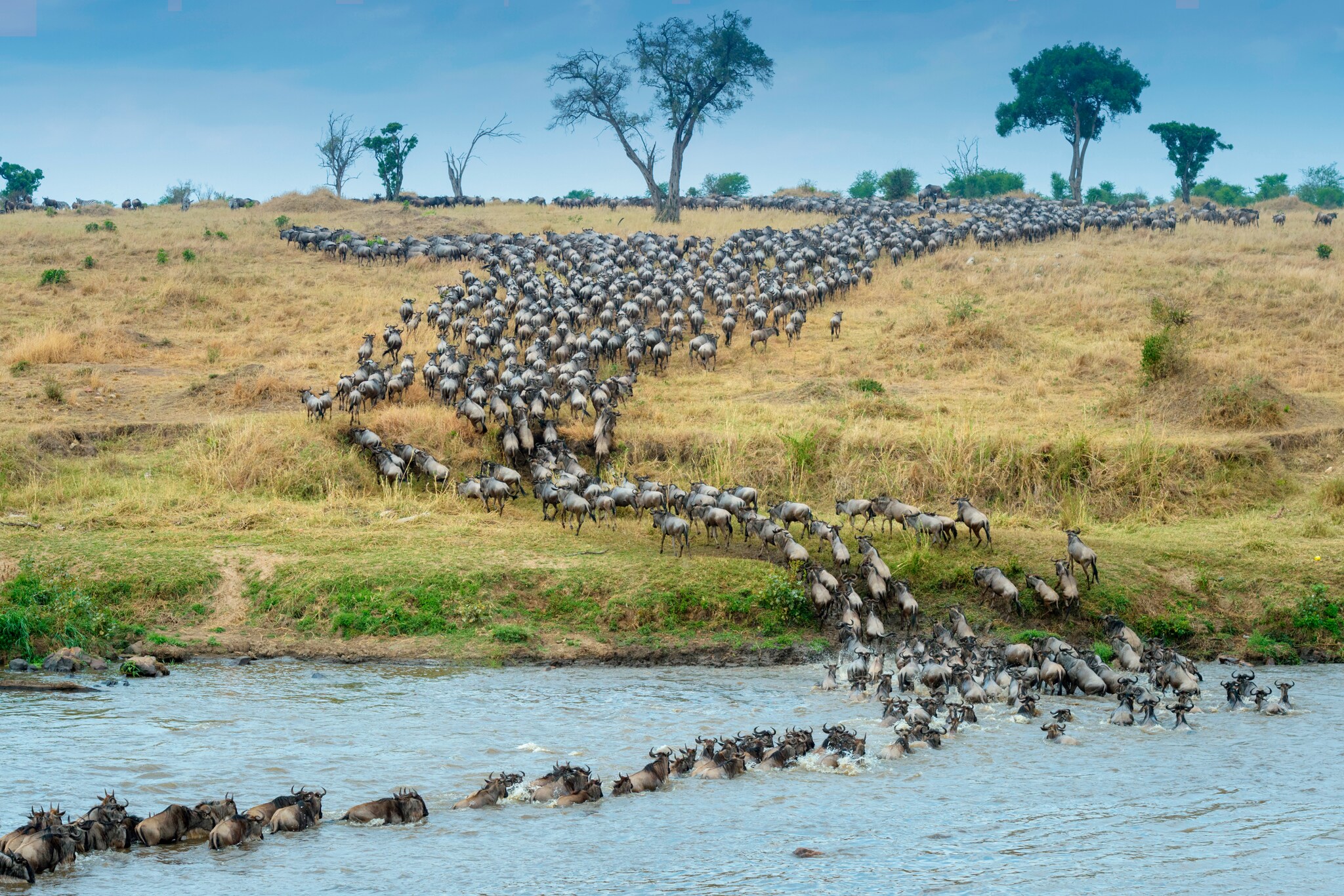 Eine Gnuherde durchquert in Reihe einen Fluss in der Savanne Eine Gnuherde durchquert in Reihe einen Fluss in der Savanne