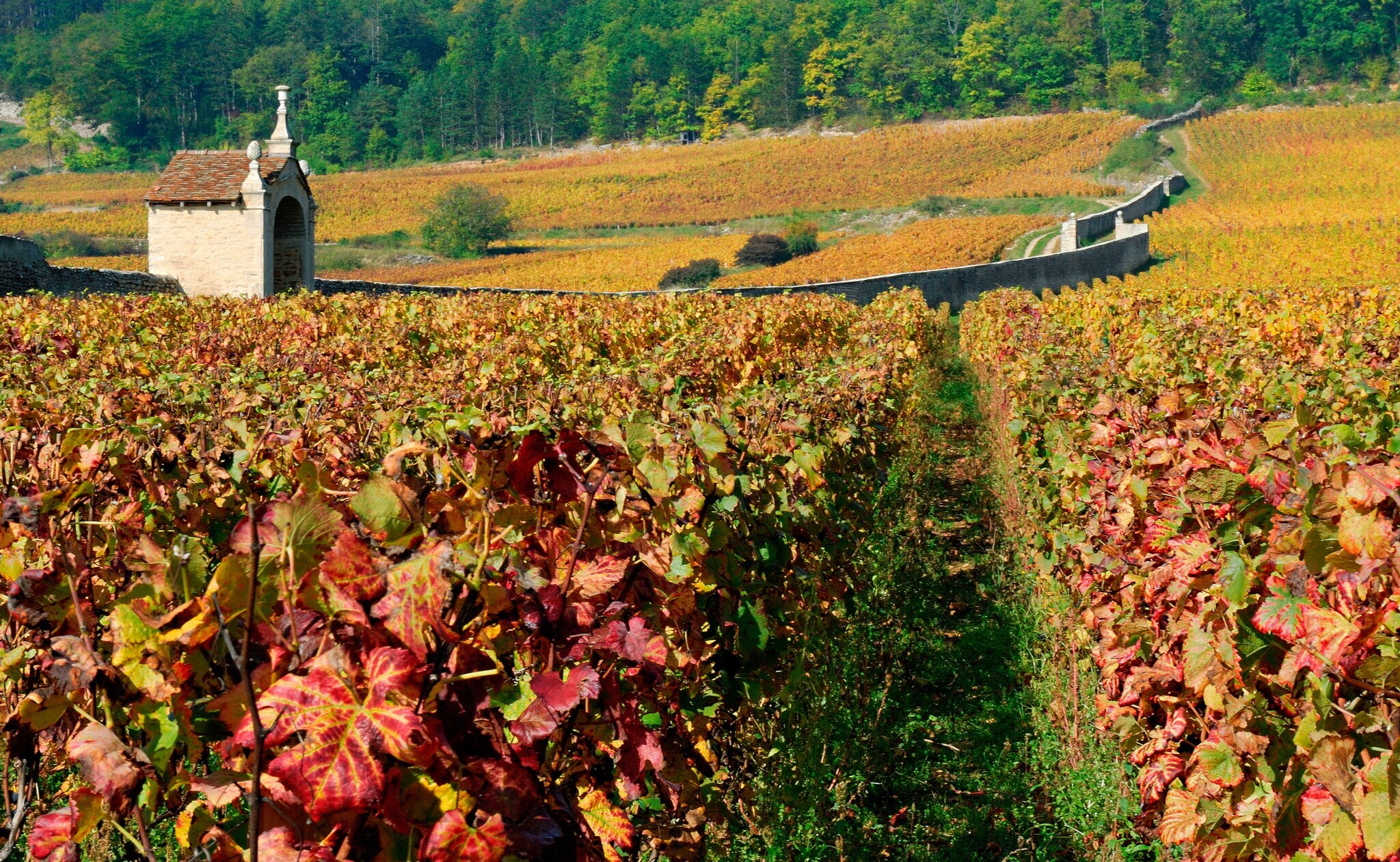 Herbstliche Weinberge im Burgund