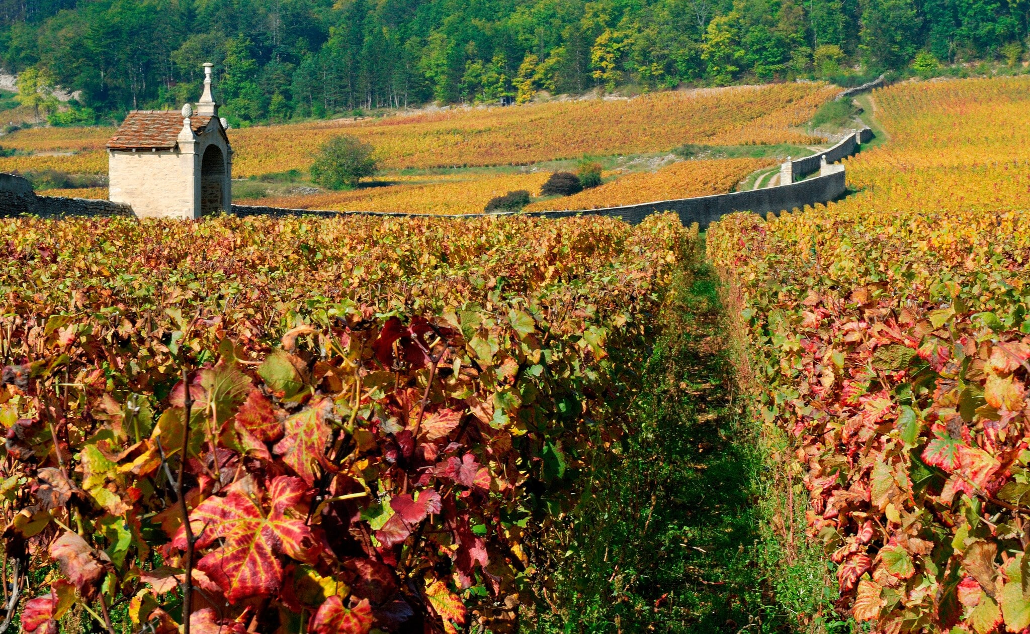 Herbstliche Weinberge im Burgund Herbstliche Weinberge im Burgund