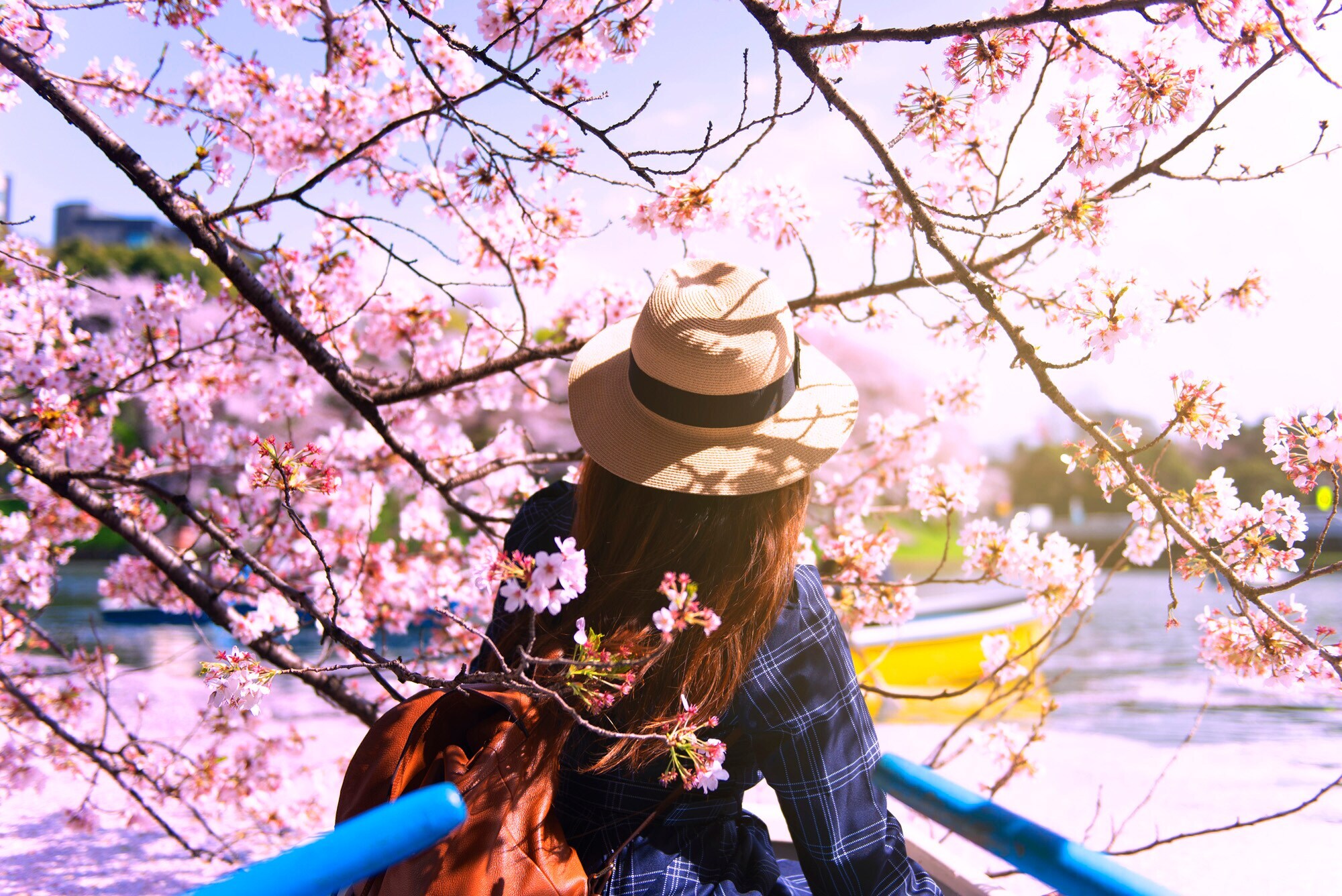Eine Person mit Hut, die unter einem blühenden Kirschbaum steht.
