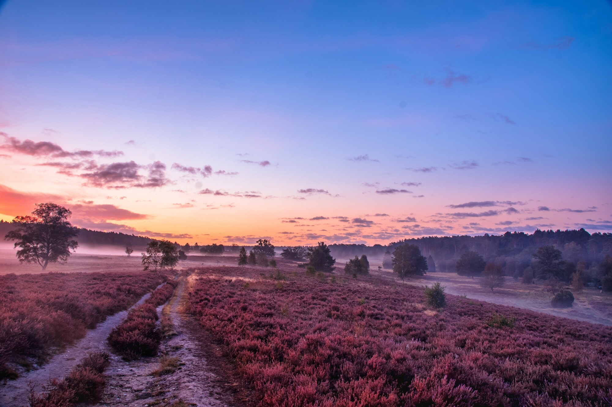 Sonnenuntergang in der Lüneburger Heide