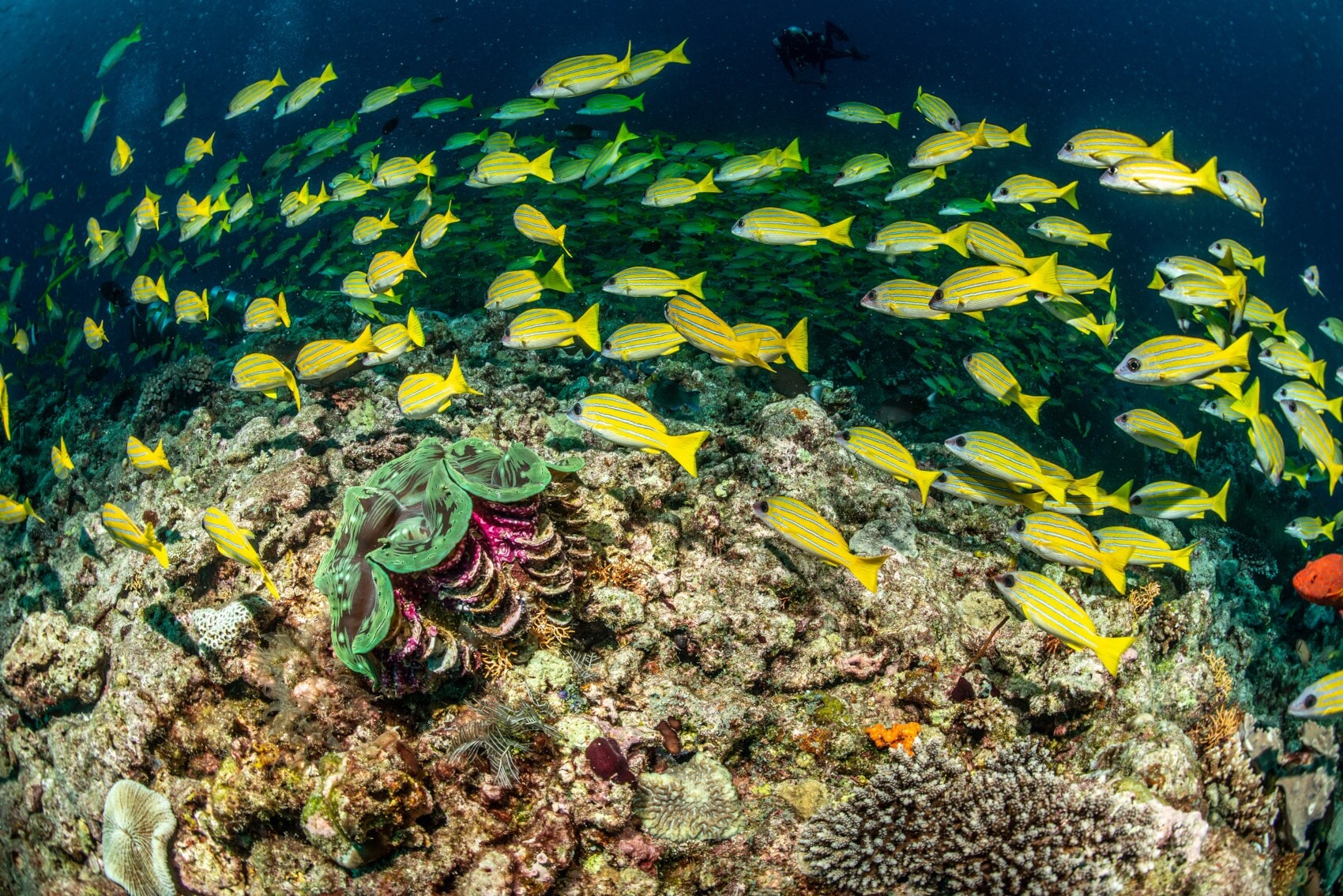 Gelbe Fische namens Blaustreifenschnapper schwimmen über Korallen Gelbe Fische namens Blaustreifenschnapper schwimmen über Korallen