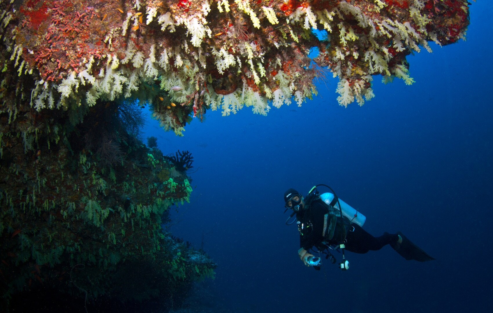 Taucher im Meer, im Vordergrund Weichkorallen Taucher im Meer, im Vordergrund Weichkorallen