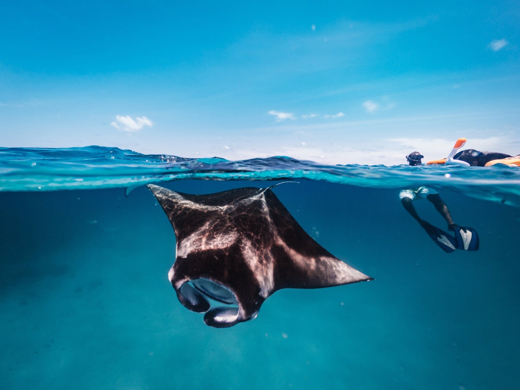 Mantarochen und eine schorchelnde Person im Wasser Mantarochen und eine schorchelnde Person im Wasser