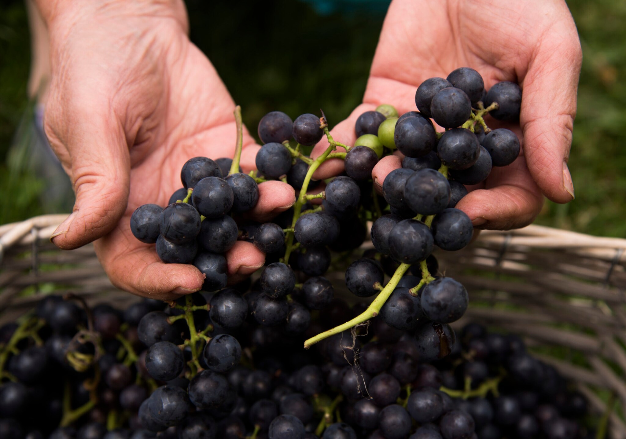 Nahaufnahme von zwei Händen, die frisch geerntete rote Weintrauben über einen Korb halten
