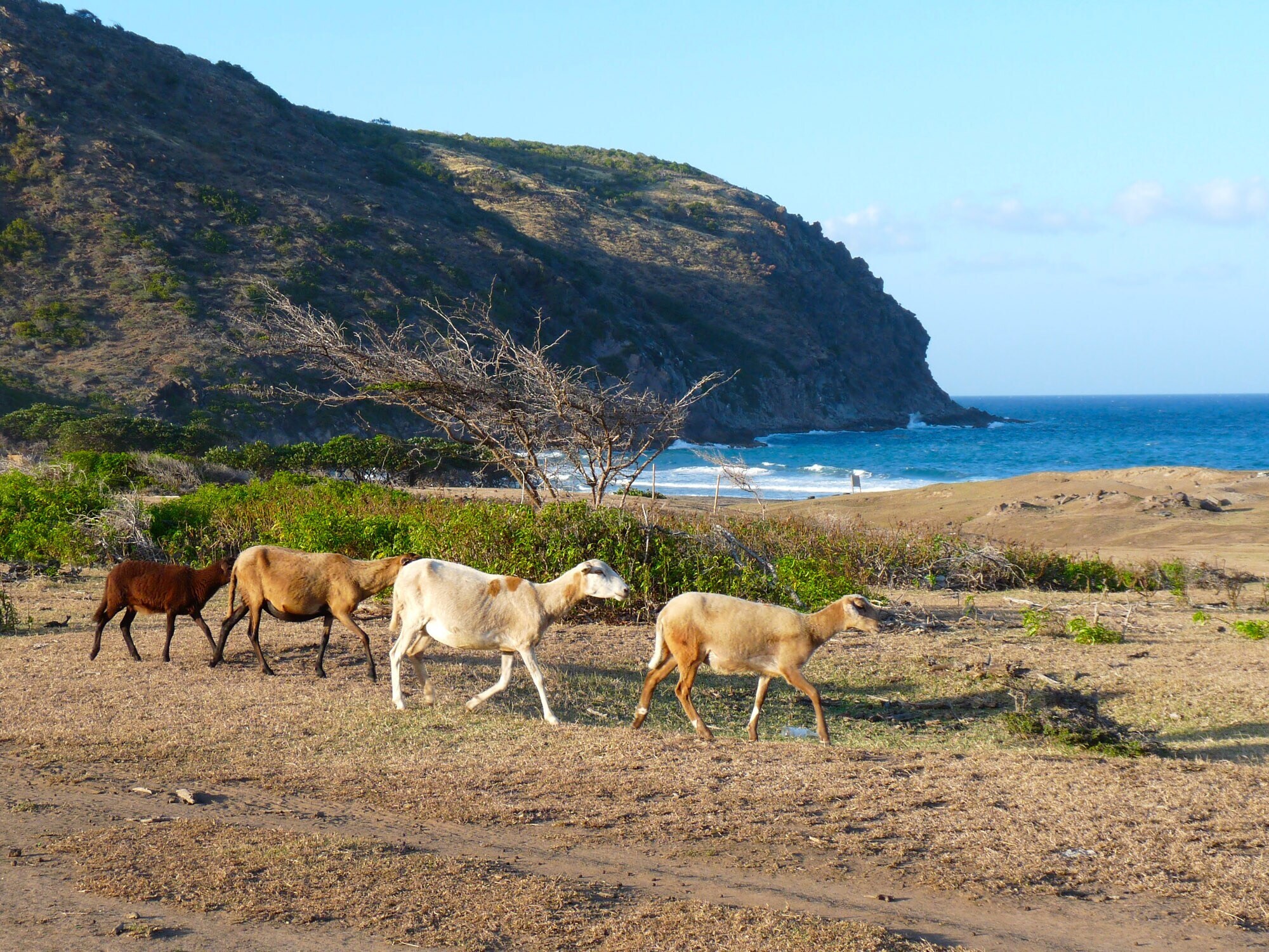 Mehrere Ziegen wandern am Strand von Statia.