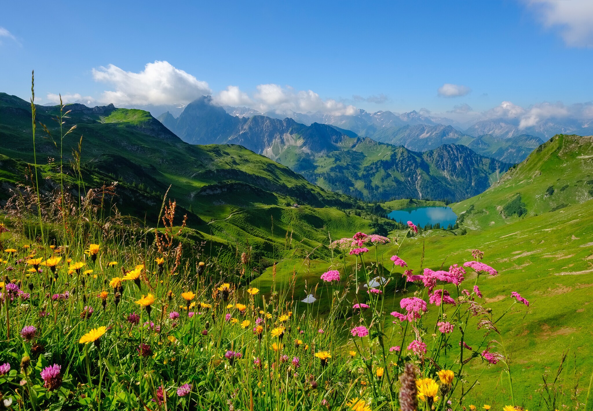 Panoramablick in die Allgäuer Alpen mit Bergsee und blühender Blumenwiese im Vordergrund